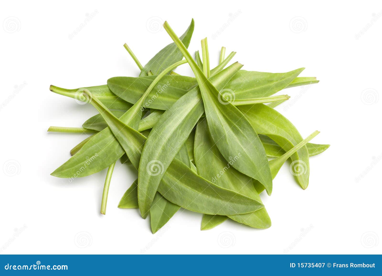 fresh raw sea aster leaves