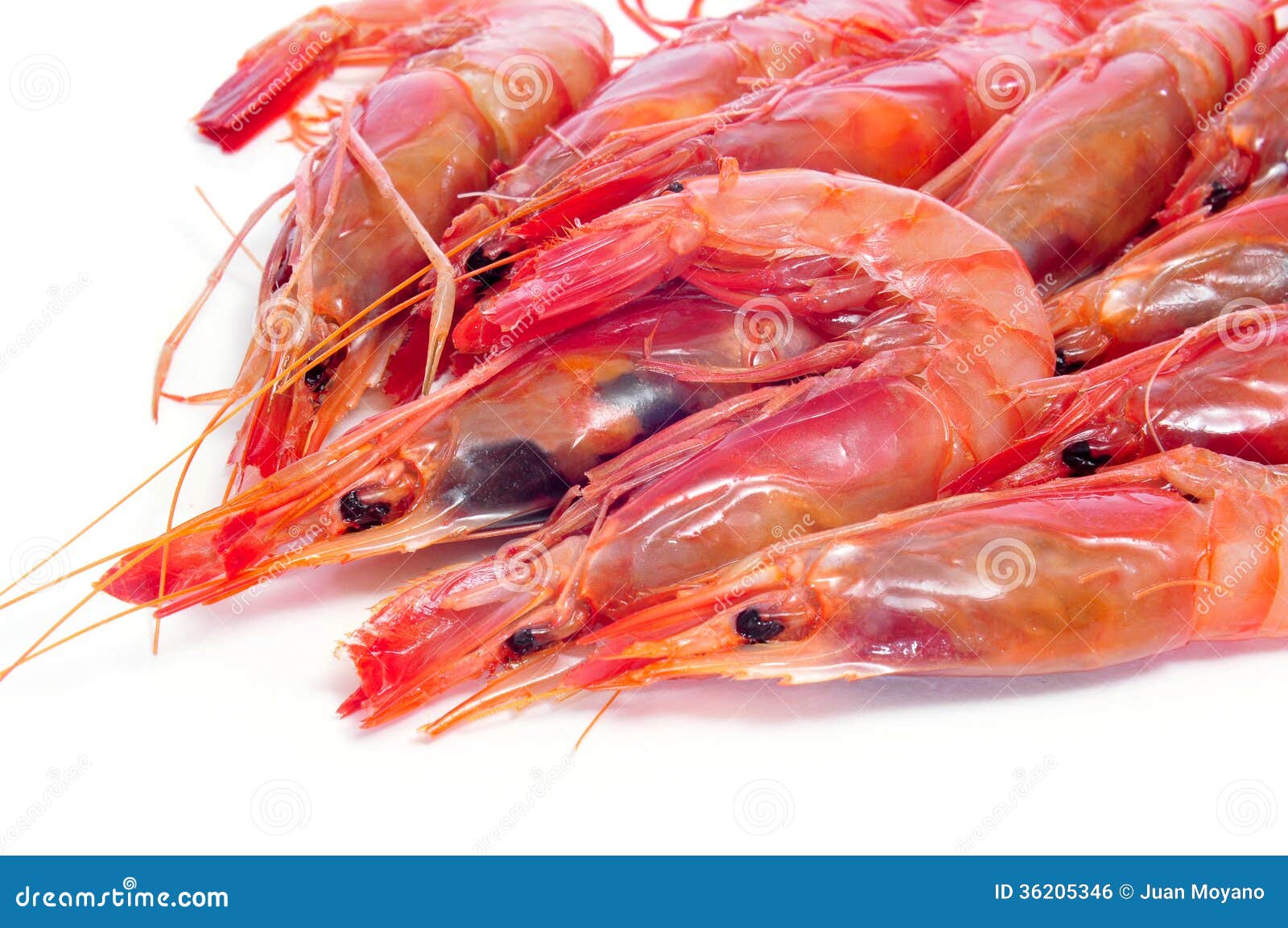 Pandalus Borealis Or Coldwater Shrimp Or Pink Shrimp Or Deepwater