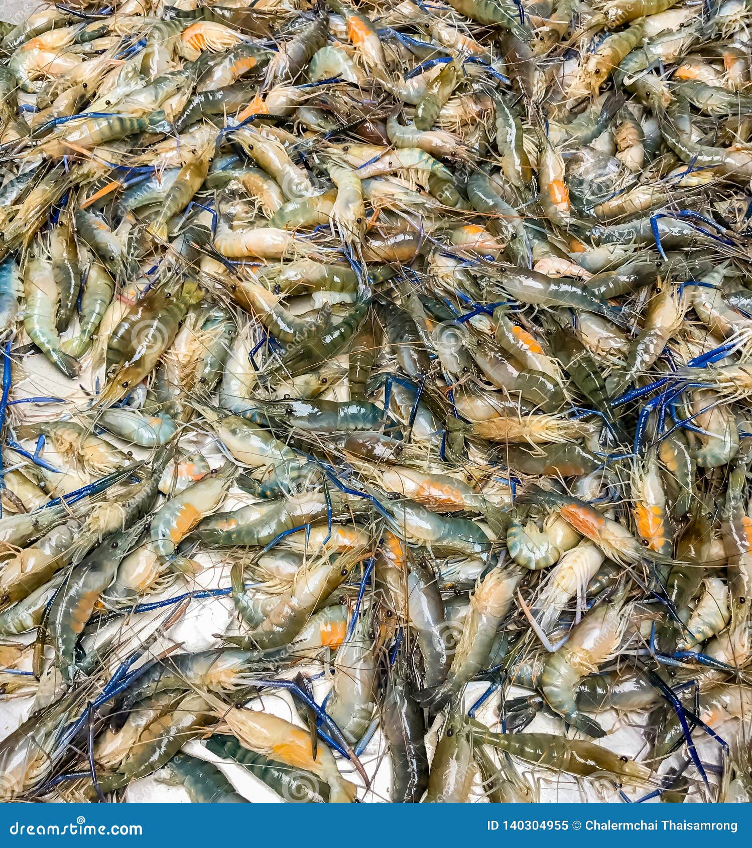 Fresh Raw Shrimps,Shrimp in the Market Stock Image Image of freshness