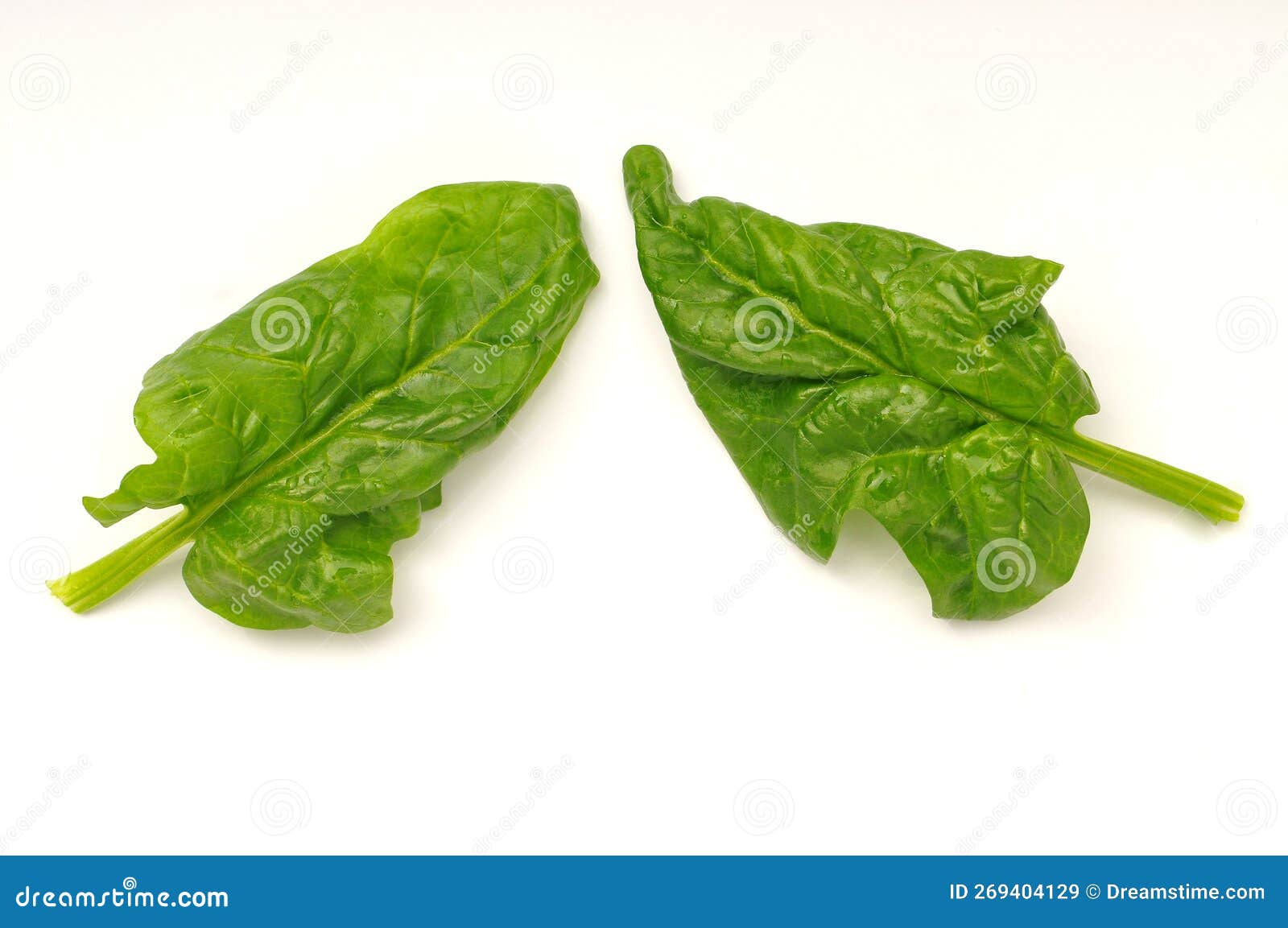 Fresh raw spinach leaves stock image. Image of healthy - 269404129