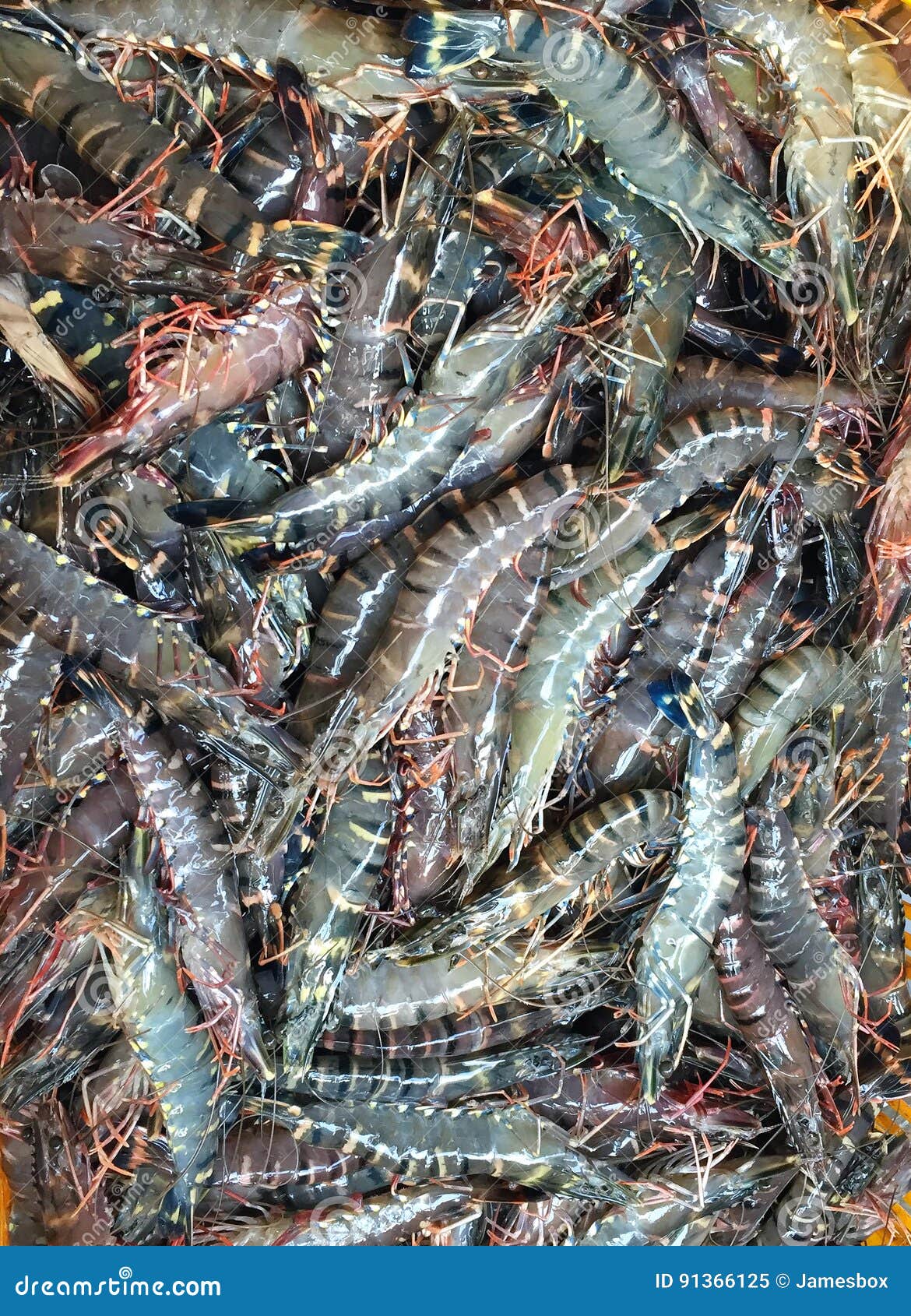 Fresh Raw Tiger Shrimp in Fishing Net after Harvesting from Pond