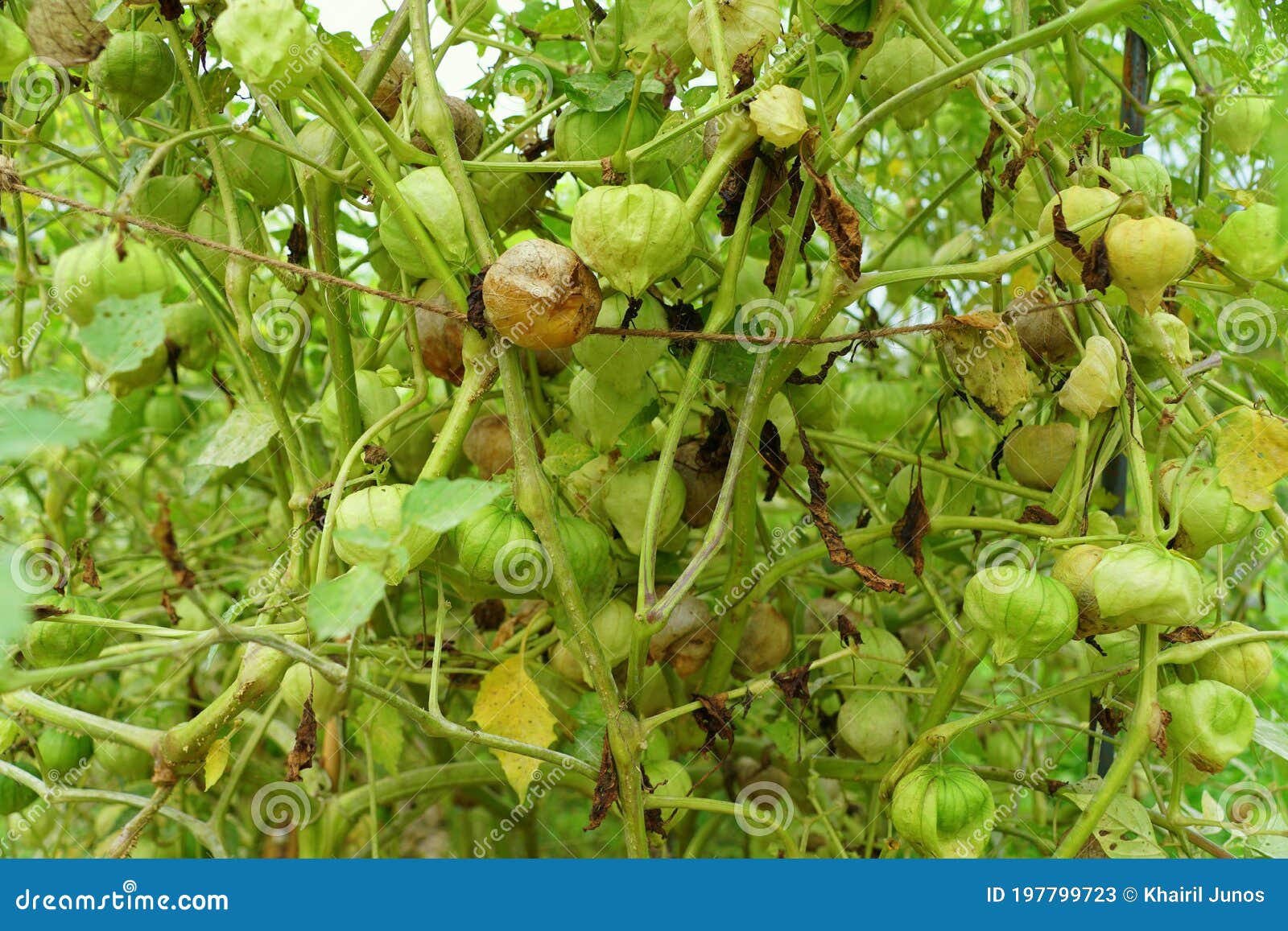 Fresh and Raw Tomatillos on the Tree Stock Image Image of salsa