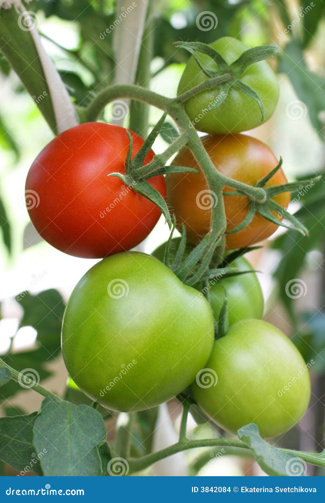 Fresh raw tomatoes growing stock photo. Image of cultivated 3842084