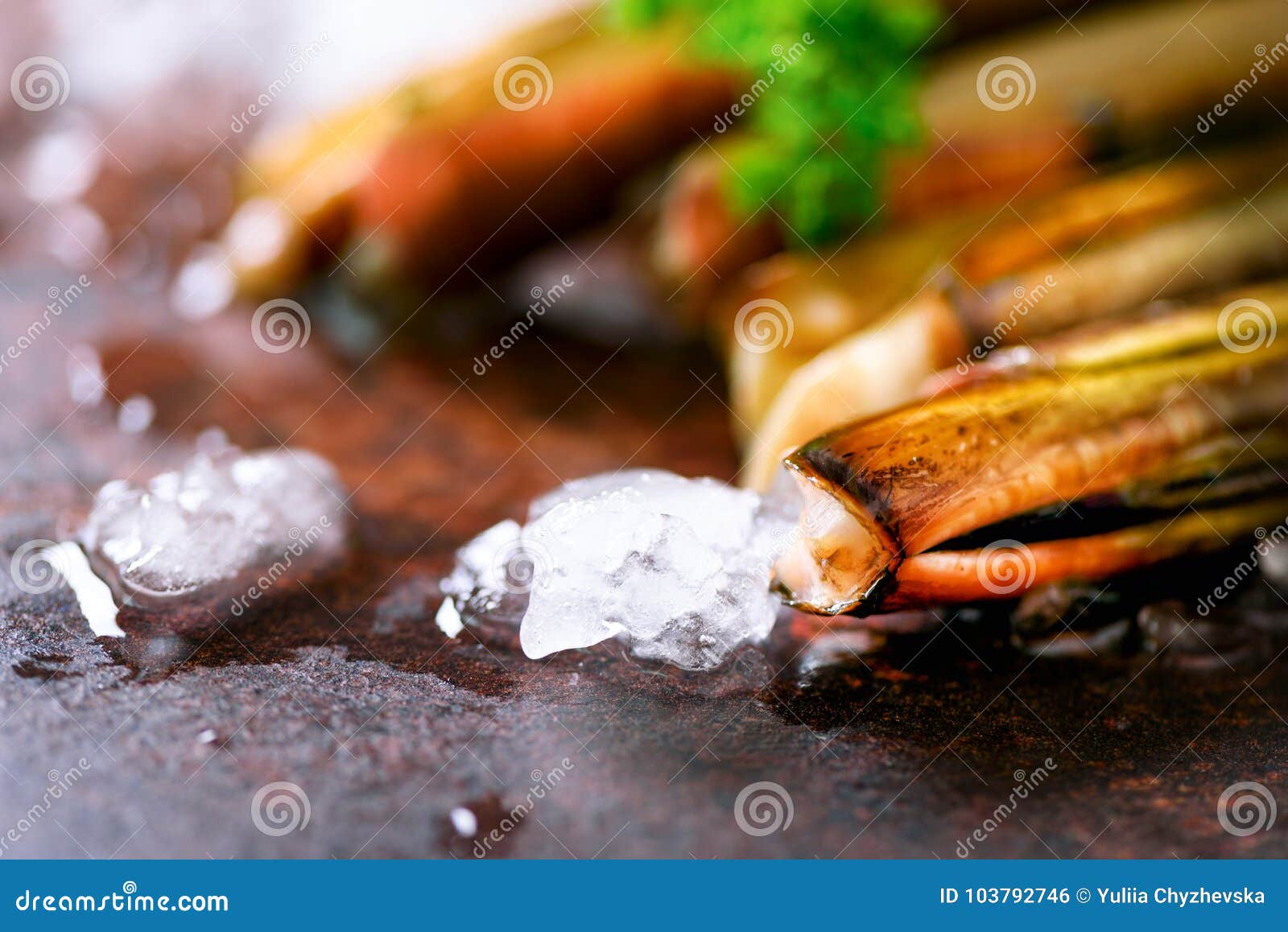 fresh razor clams on ice, grey concrete background. copy space, top view.