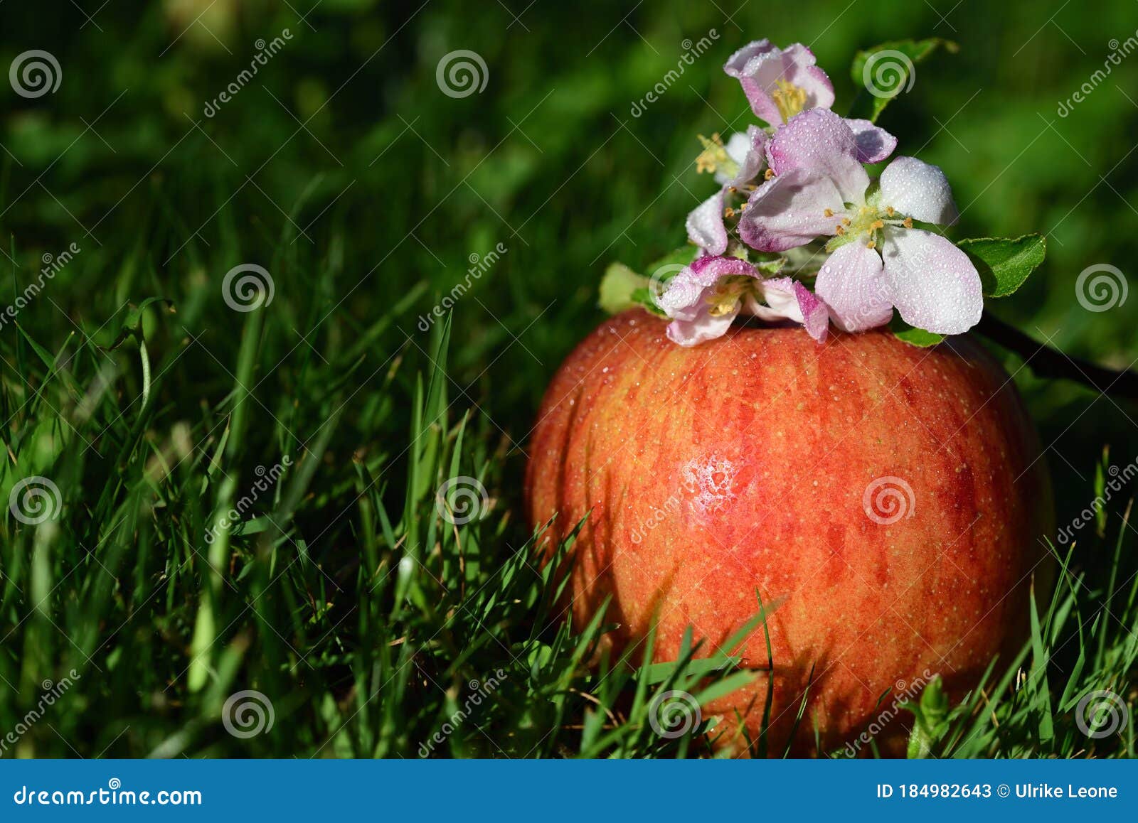 A Fresh Red Apple, Adorned with Apple Blossoms Stock Image Image of healthy, flowerbed 184982643