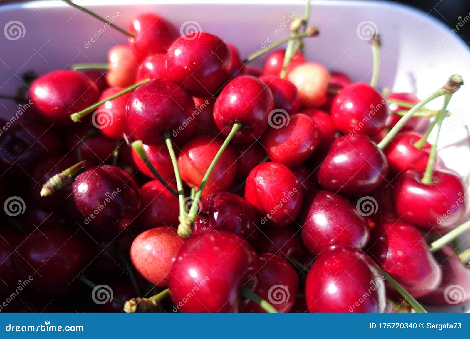 Fresh Red Cherrys into White Bowl Stock Photo Image of sweet, nature