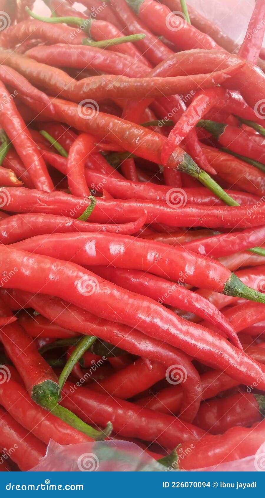 Fresh Red Chili stock photo. Image of freshredchili 226070094