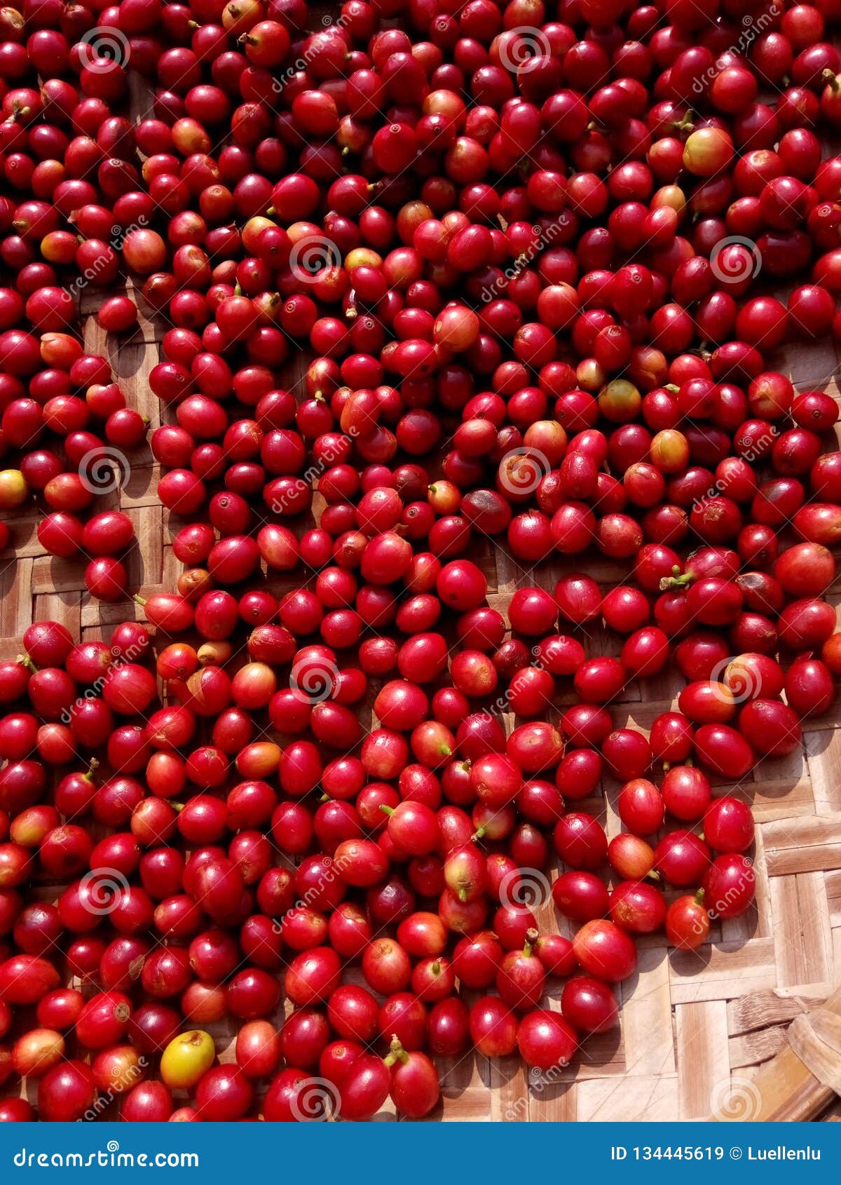 Fresh Red Coffee Beans Berries in Drying Process. Stock Image Image