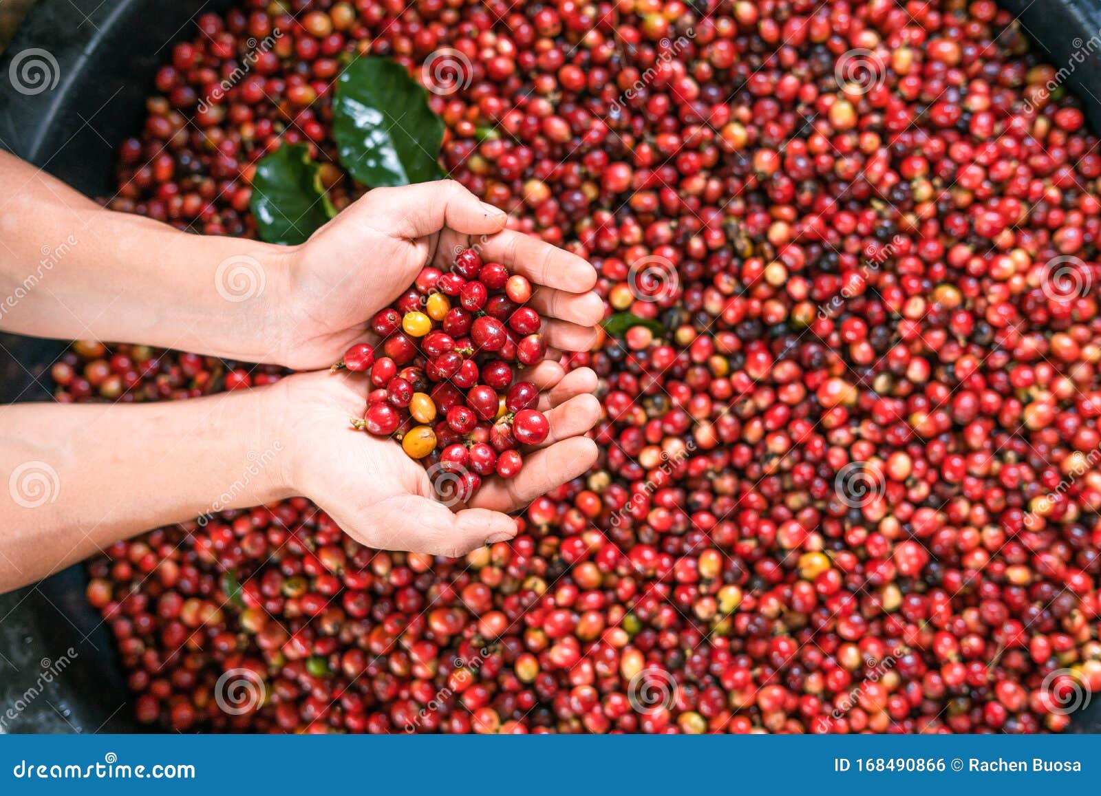 Fresh Red Coffee Red Cherry Coffee Bean in Hands Stock Photo Image of