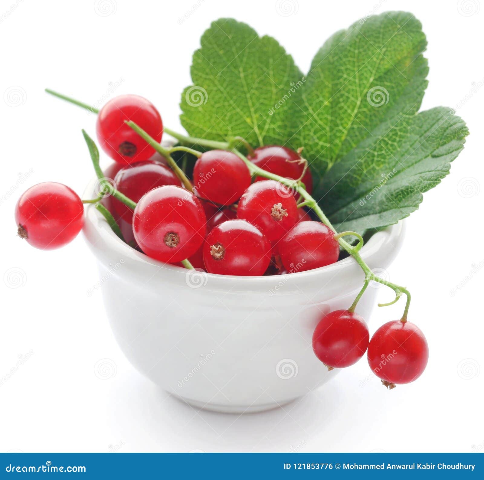 fresh red currant