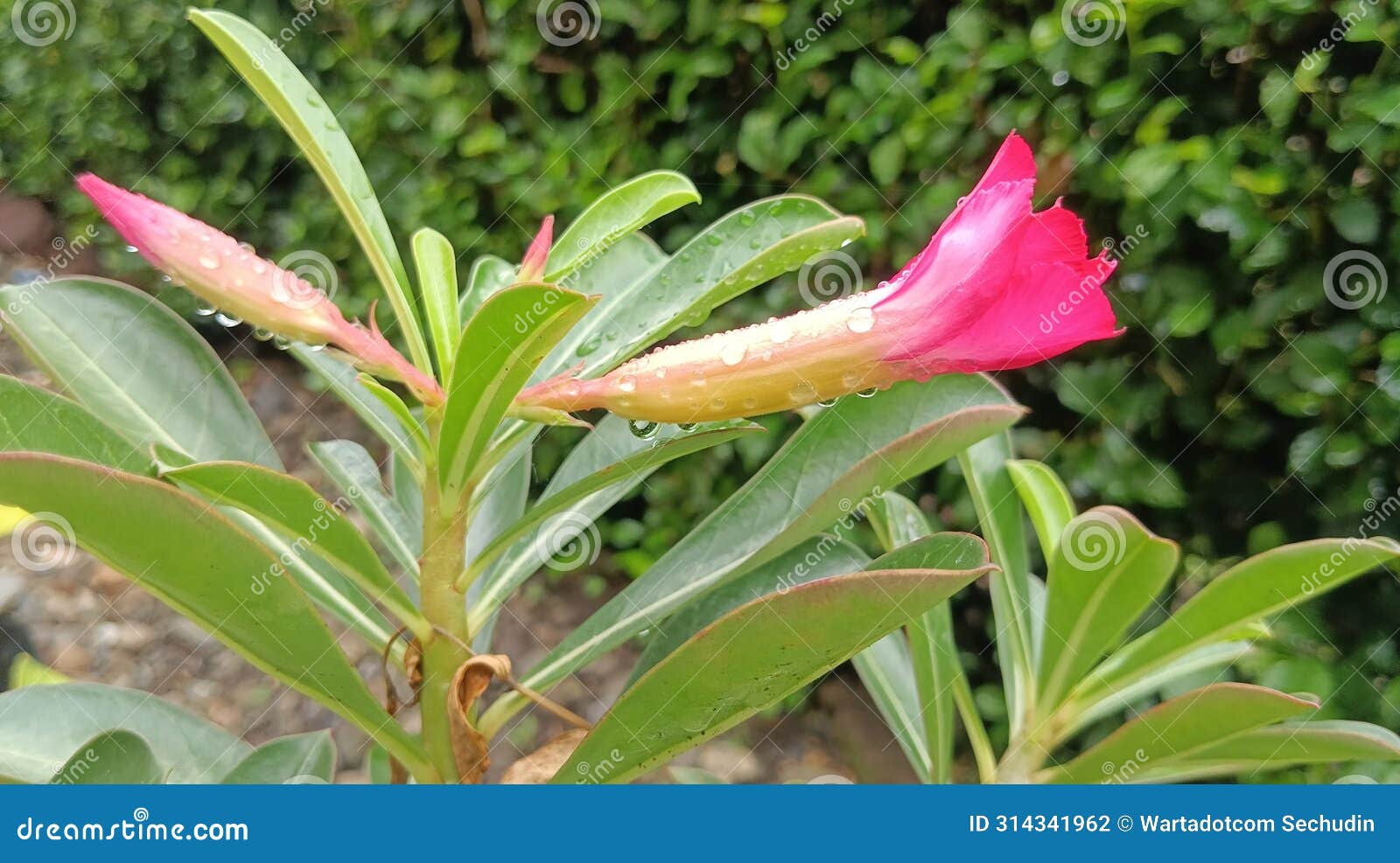 fresh red flower and green leaves natur