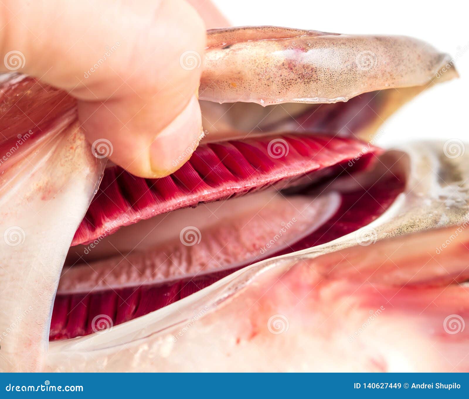 Fresh red gills in fish stock image. Image of water - 140627449