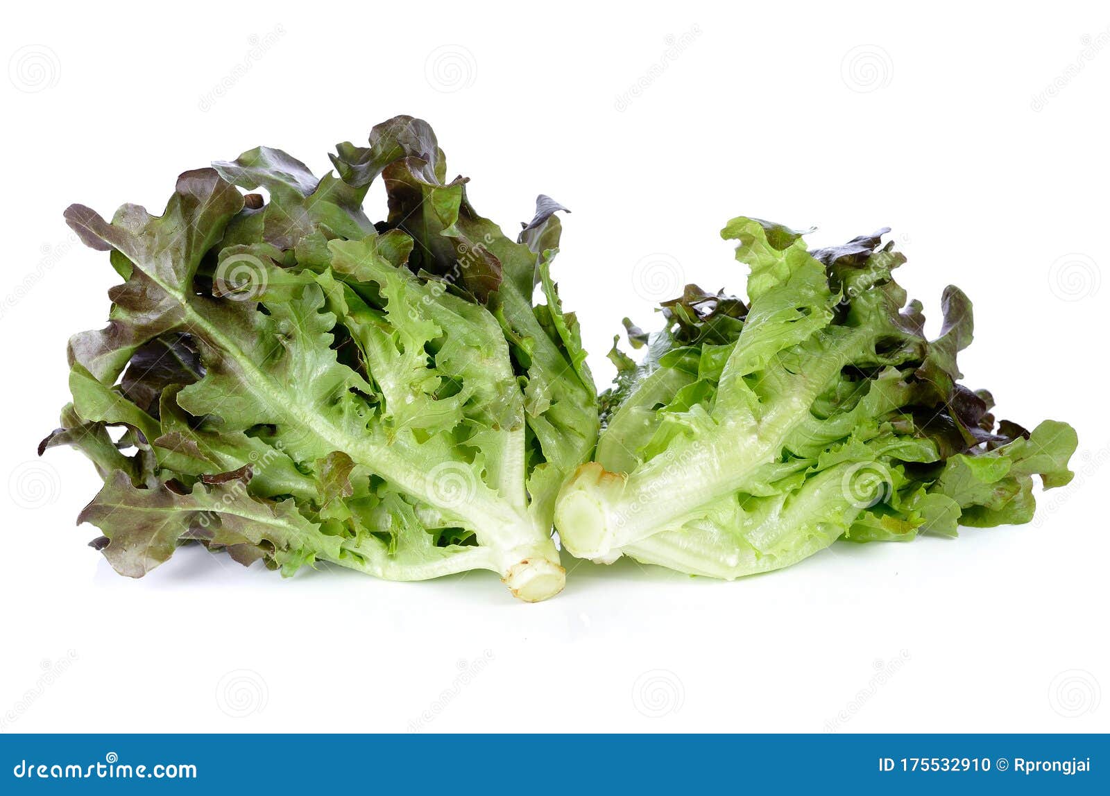 Fresh Red Lettuce Leaves Isolated on White Stock Photo Image of white, organic 175532910