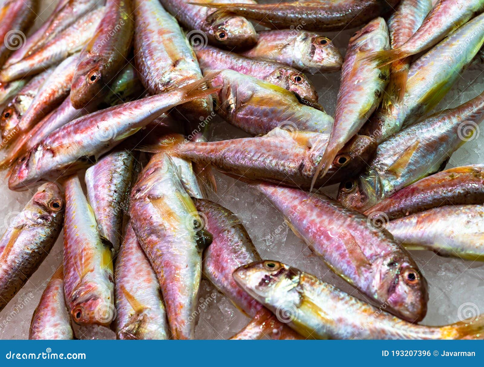 Fresh Red Mullet Fish at the Seafood Market Stock Photo Image of