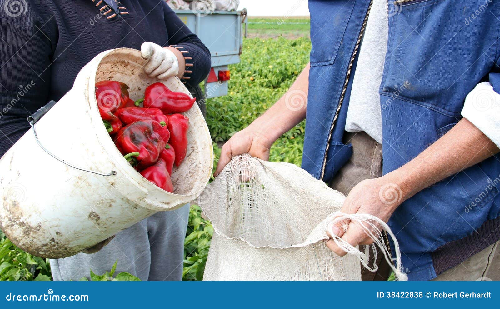 Fresh Red Pepper Harvest stock photo. Image of labor 38422838