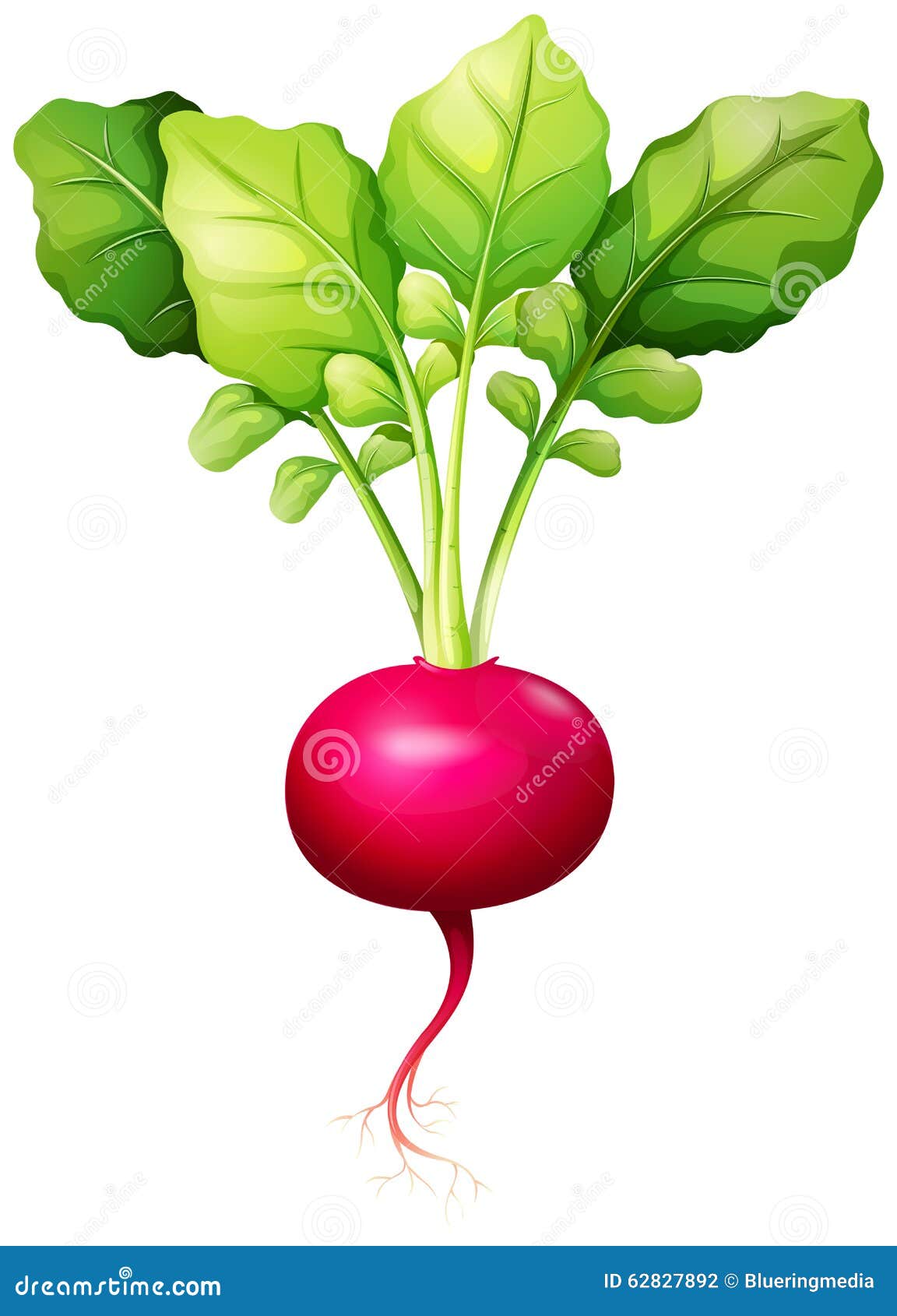 Fresh Red Radish With Leaves Stock Vector Image 62827892