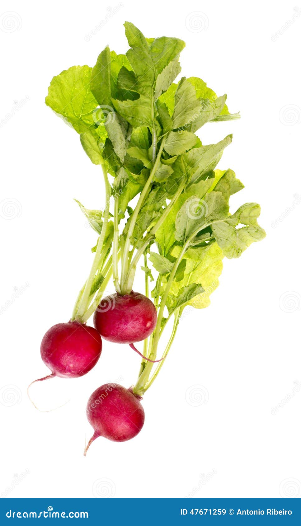 Fresh Red Radish stock image. Image of ripe, agriculture 47671259