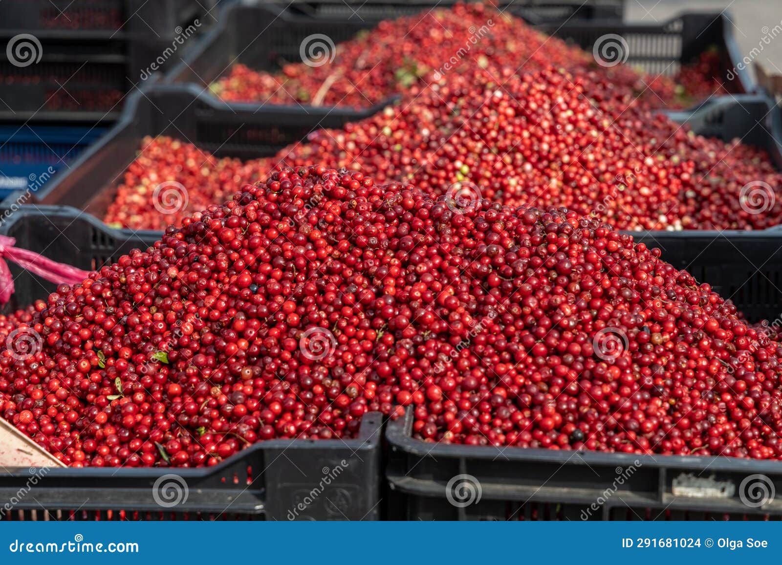 fresh red ripe lingonberries in plastic boxes on a farmer's market retail display. close-up