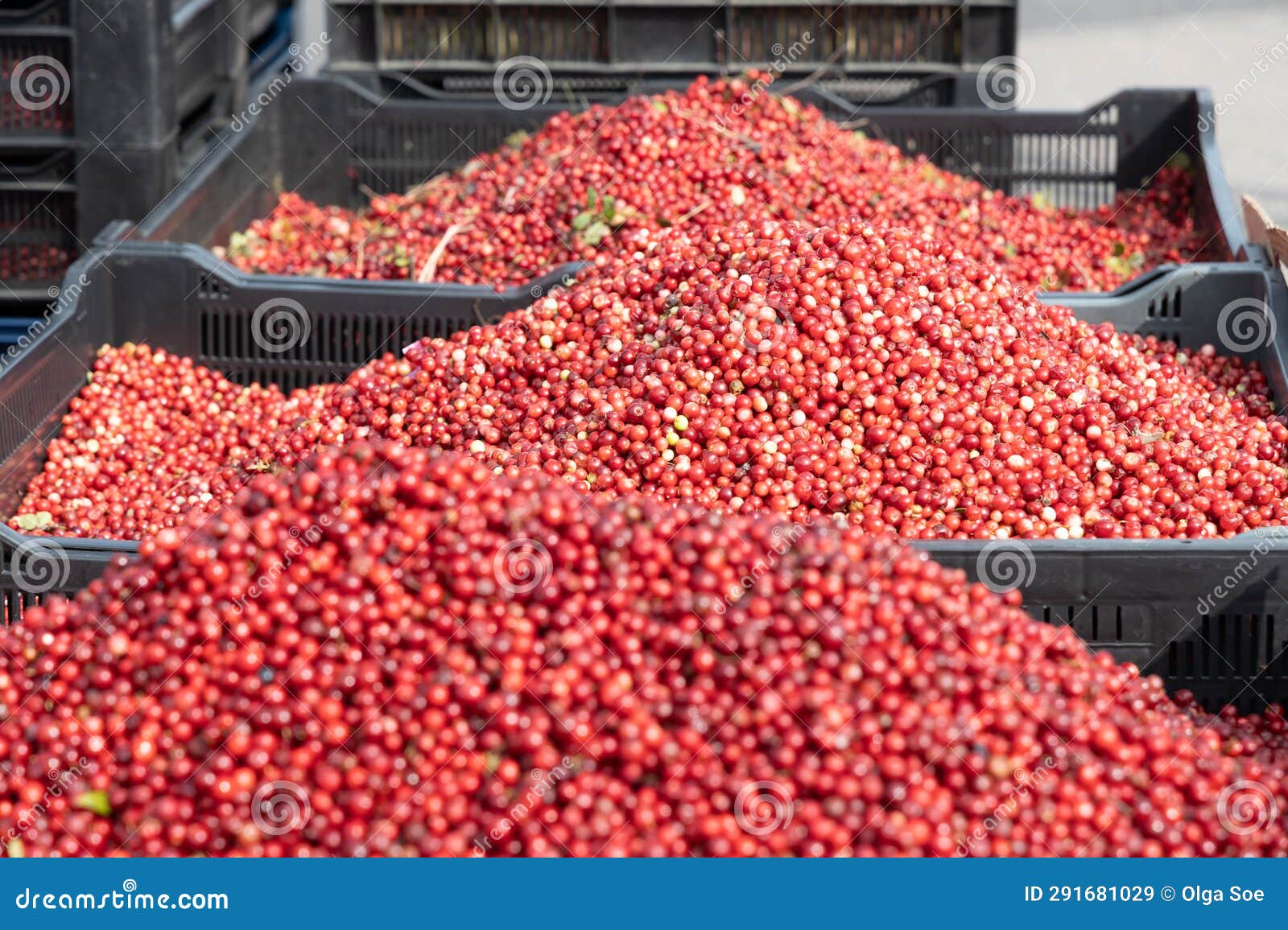 fresh red ripe lingonberries in plastic boxes on a farmer's market retail display. close-up