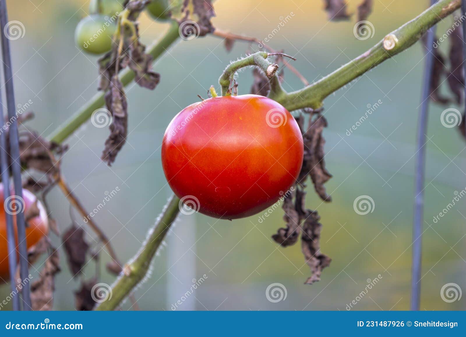 fresh red ripen tomato on the plant