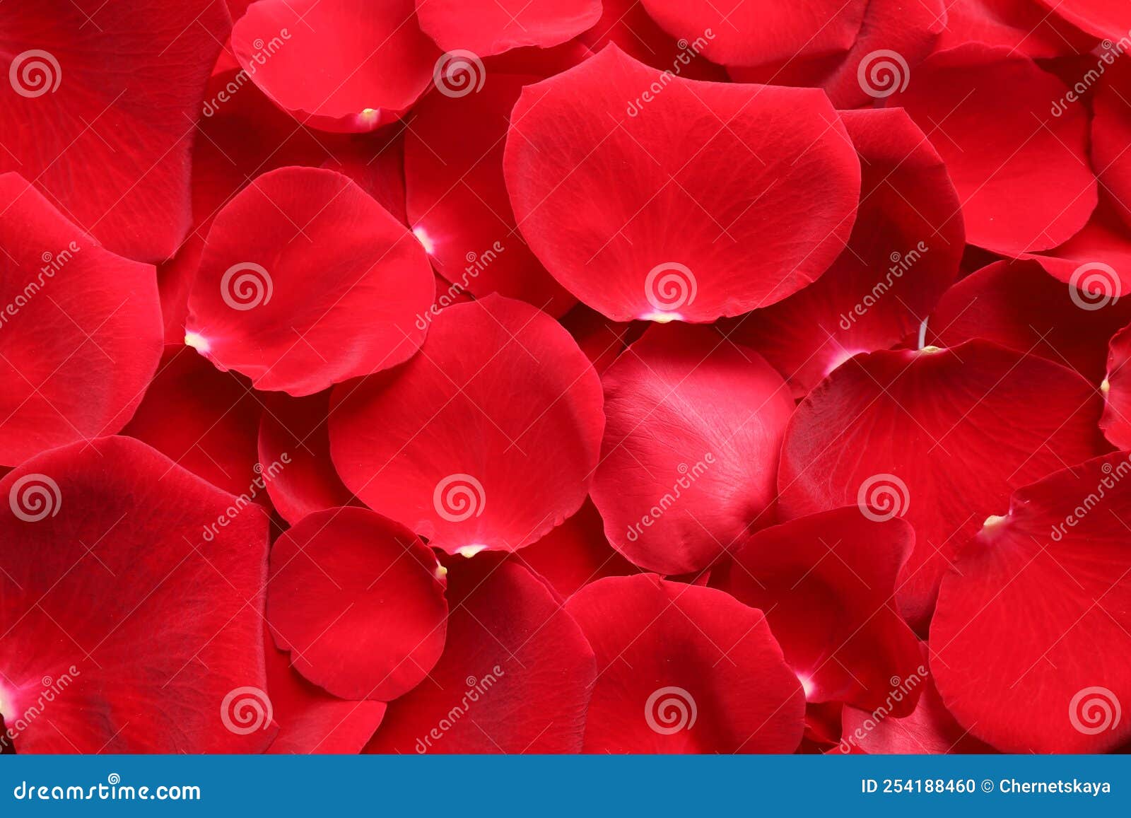Fresh Red Rose Petals As Background, Closeup Stock Photo Image of