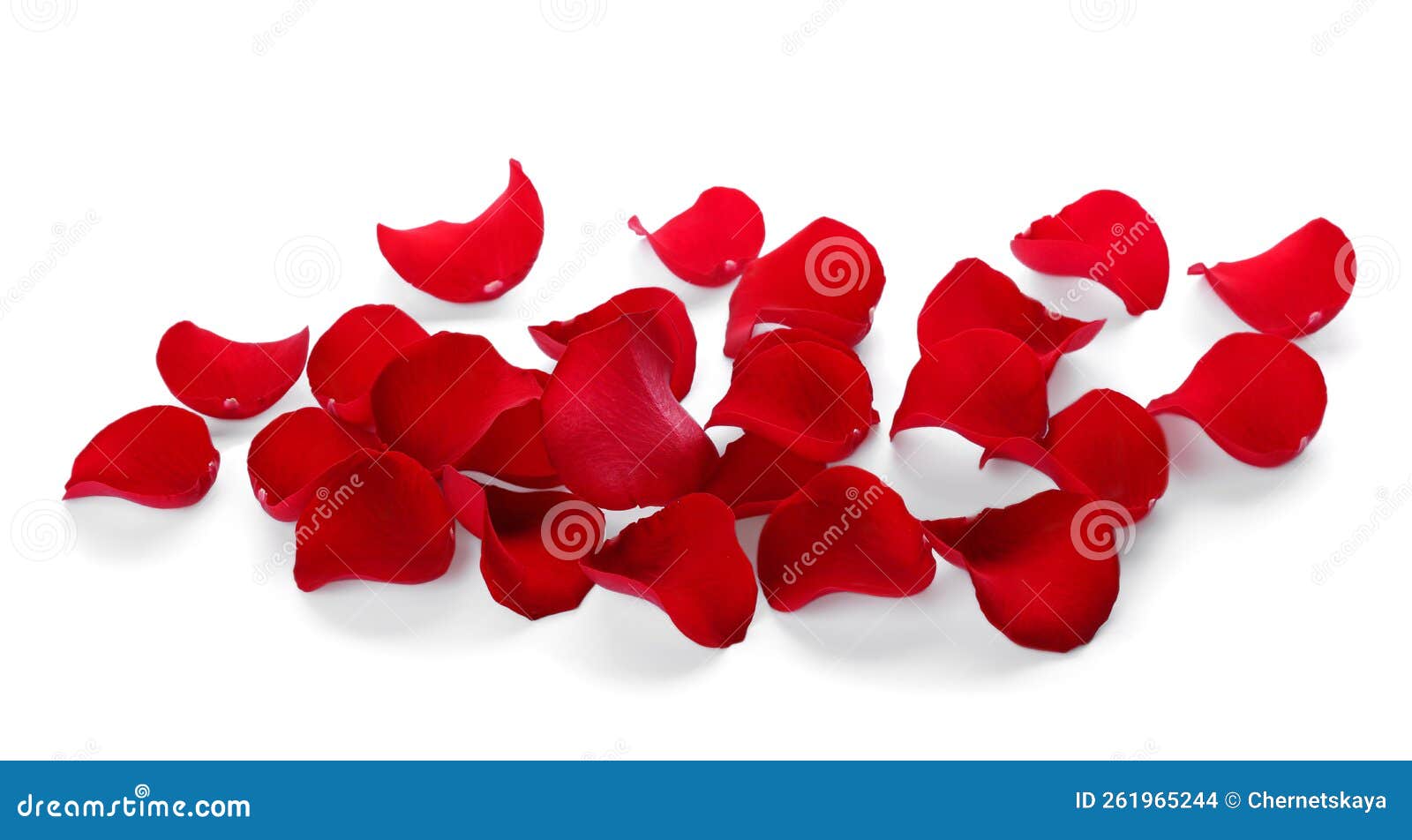 Fresh Red Rose Petals on White Background Stock Photo Image of