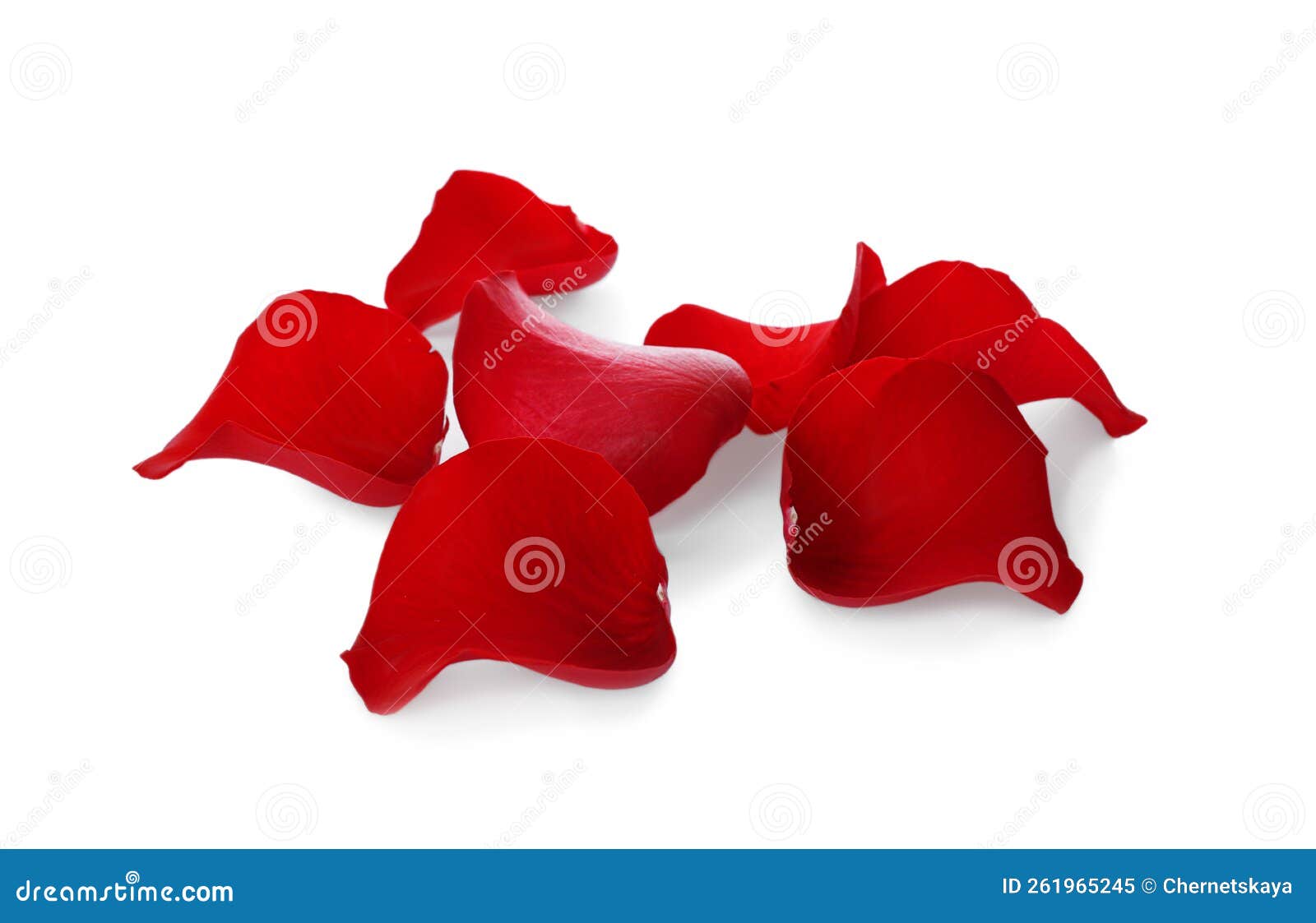 Fresh Red Rose Petals on White Background Stock Image Image of bright