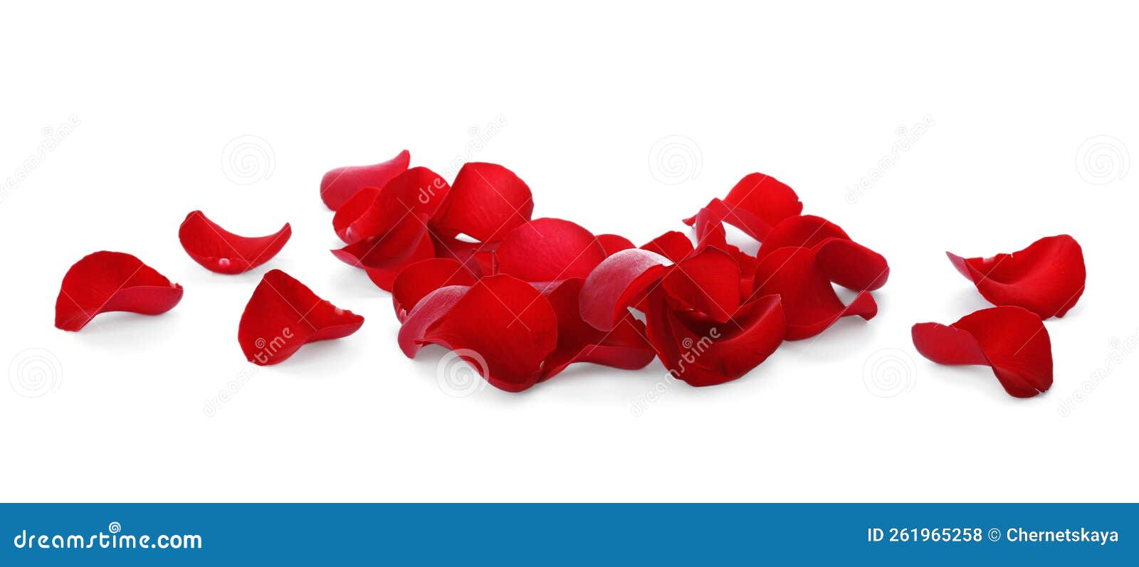 Fresh Red Rose Petals on White Background Stock Photo Image of bright