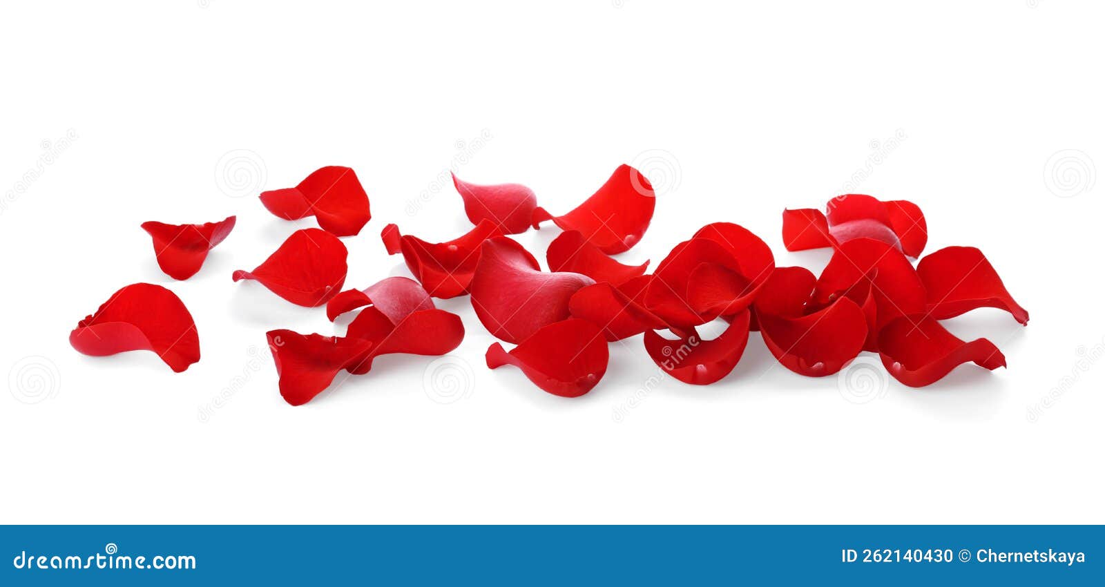 Fresh Red Rose Petals on White Background Stock Photo Image of object, delicate 262140430