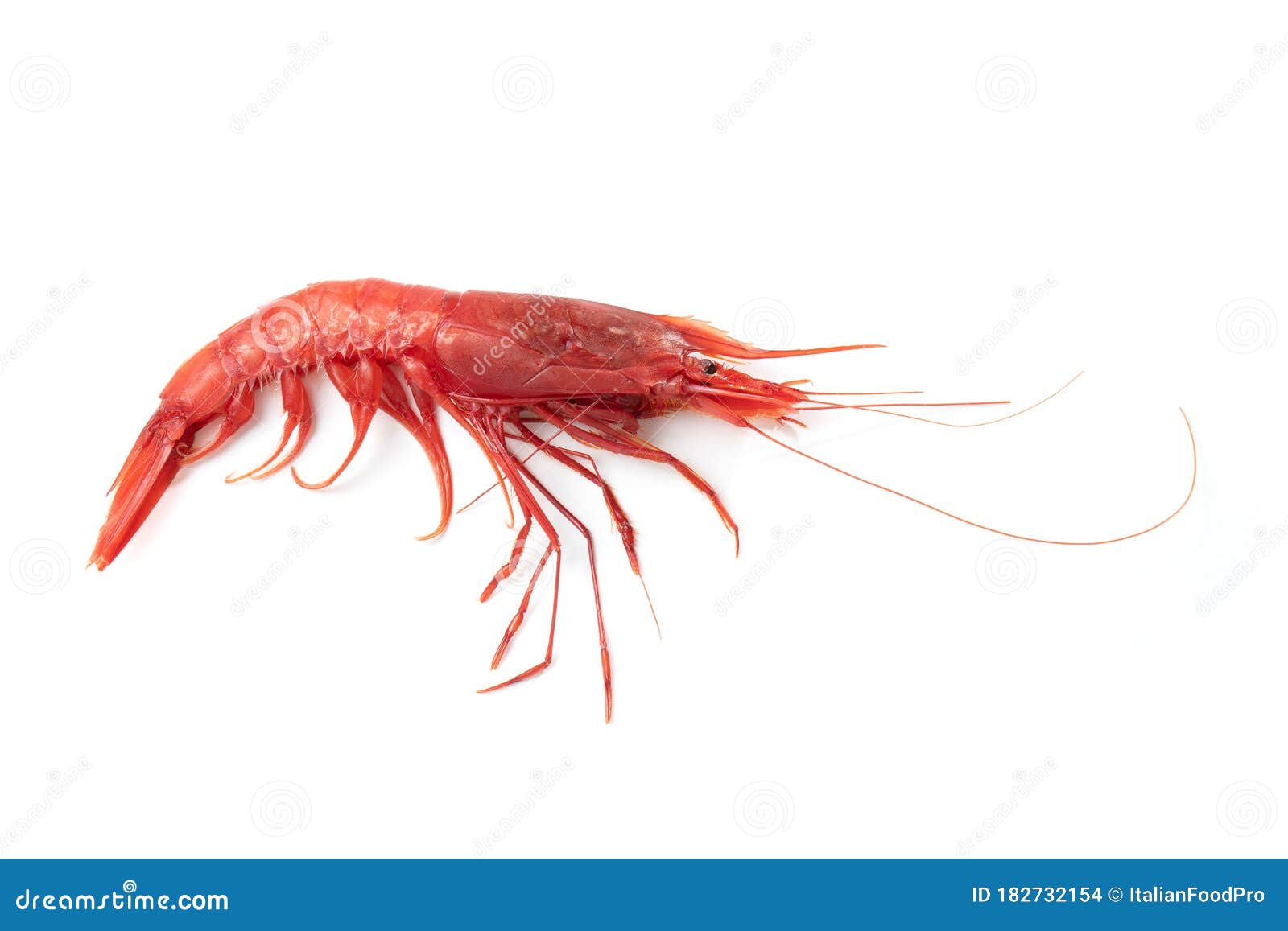fresh red shrimp 