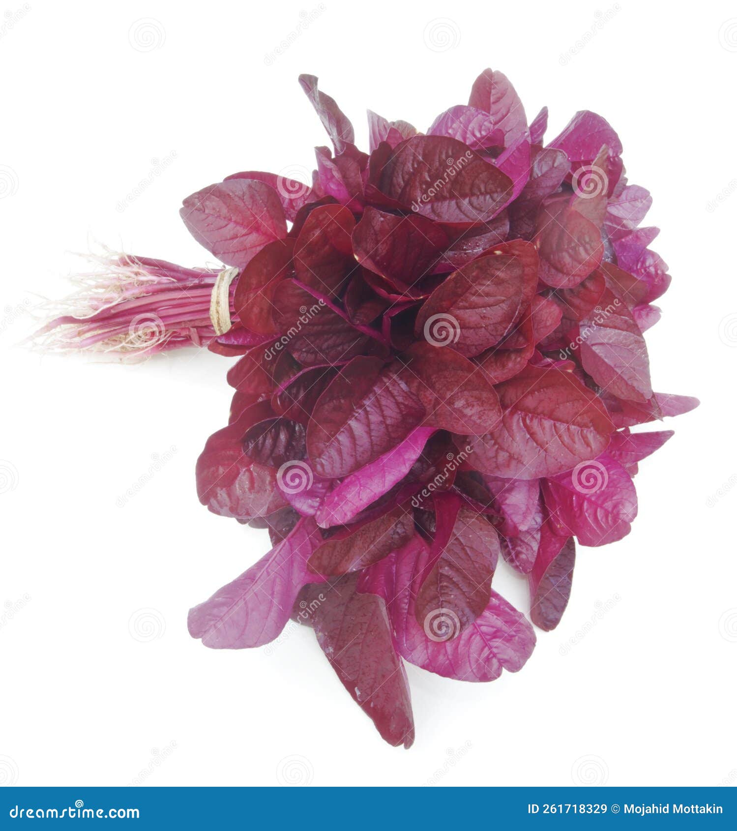 Fresh Red Spinach Isolated on White Background Stock Image Image of