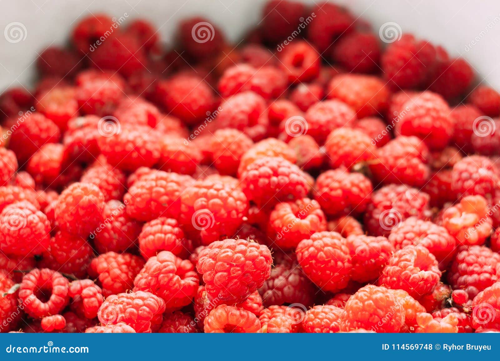 Fresh Red Sweet Berries Raspberries in Market Stock Photo Image of