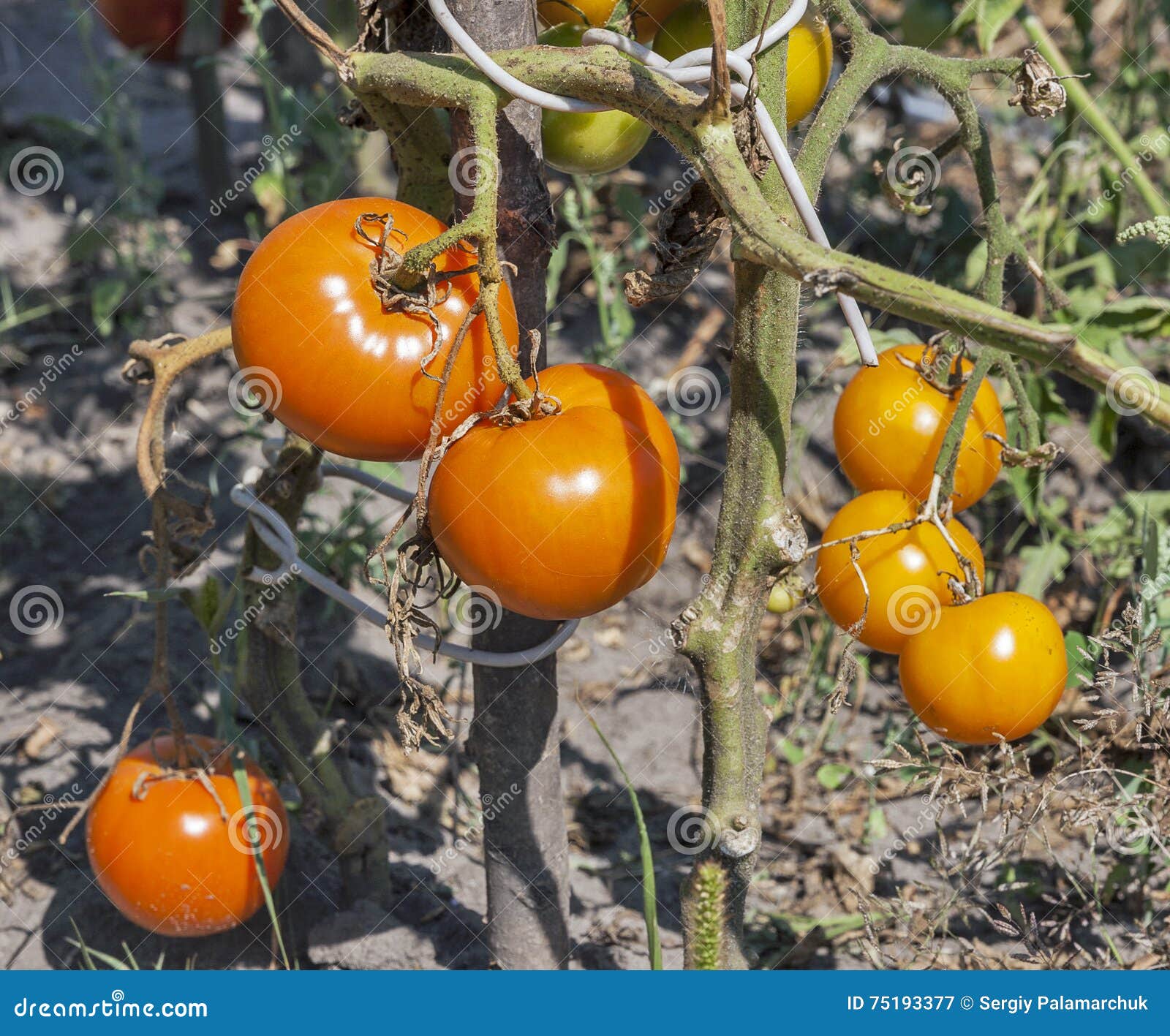 Fresh Red Tomatoes Growing in a Field Closeup Stock Image Image of