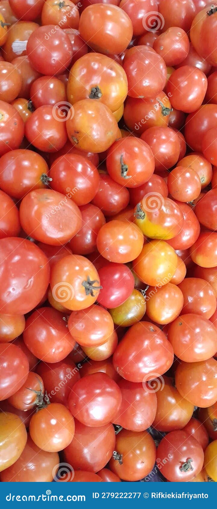 Fresh Red Tomatoes are Rich in Benefits and Vitamin C Stock Image