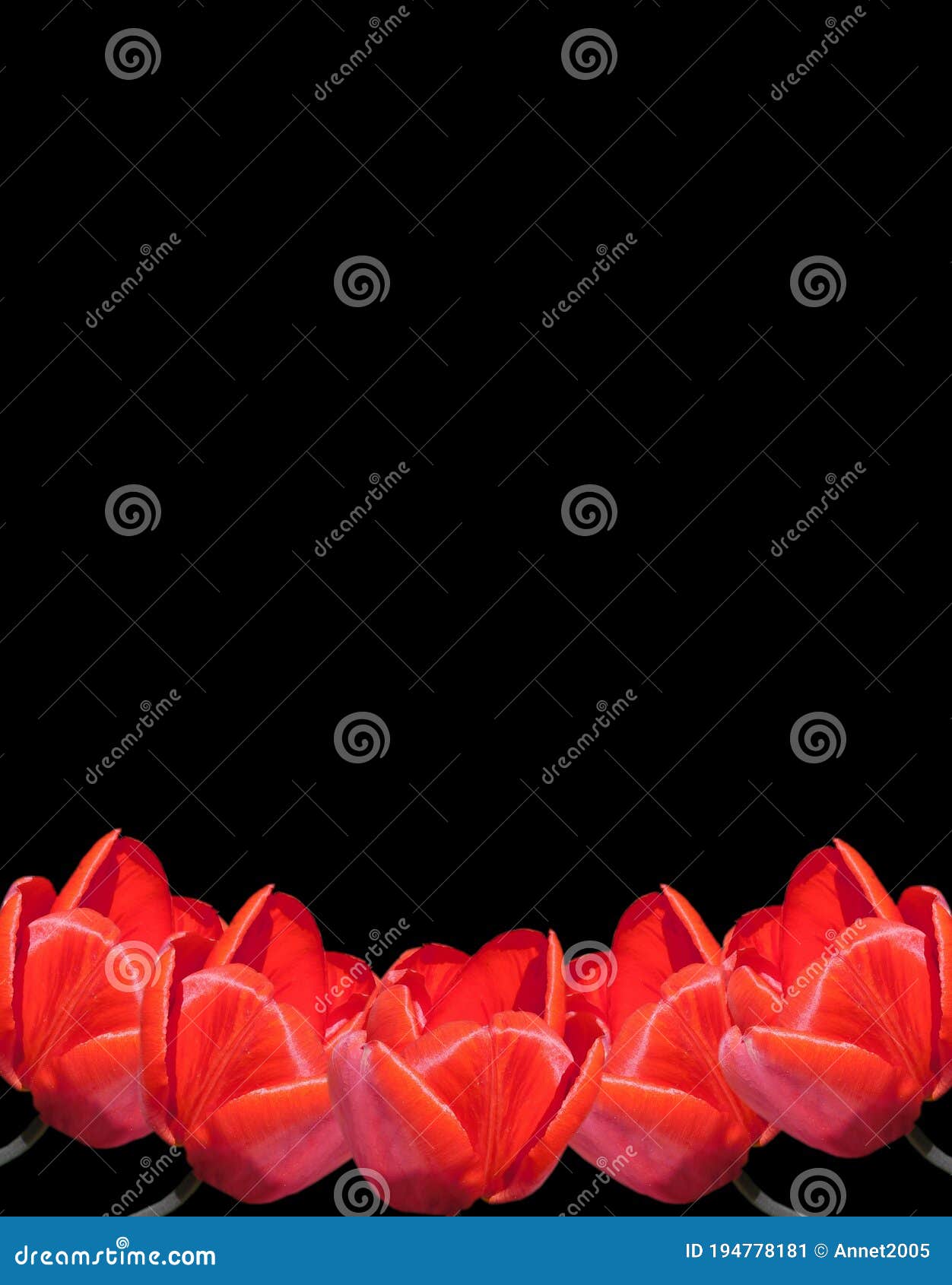 Border Frame Of Five Natural Red Tulip Flowers On Black Background Stock Image Image Of Fresh Five 194778181