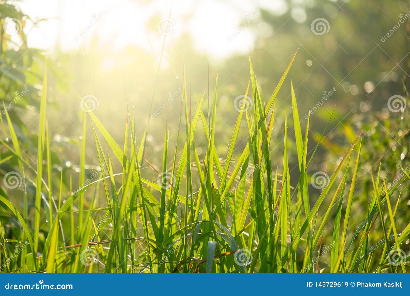 Fresh and Relax Green Spring Grass Background Under the Morning Sun