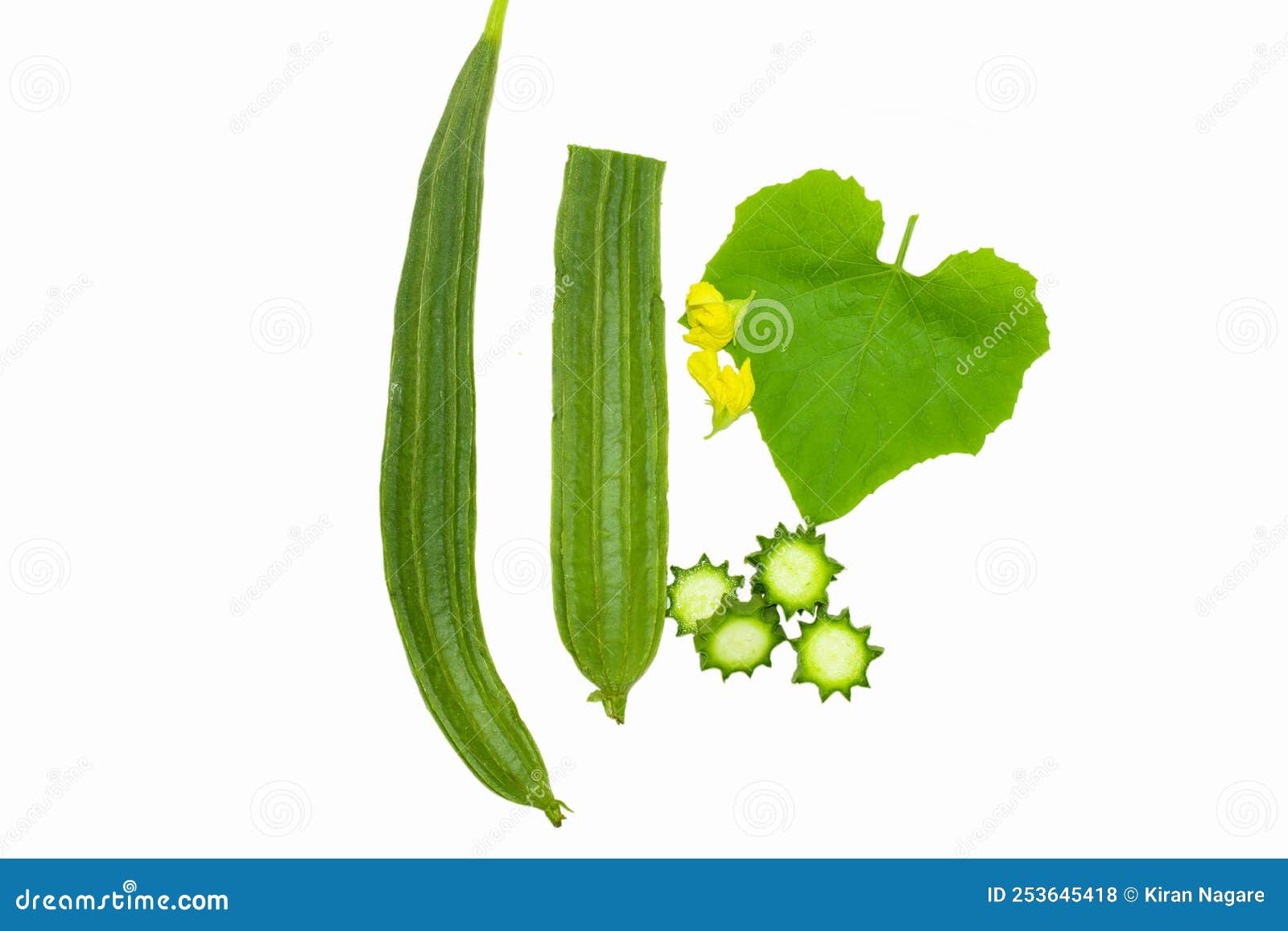 Fresh ridge gourd stock photo. Image of zucchini, angled 253645418