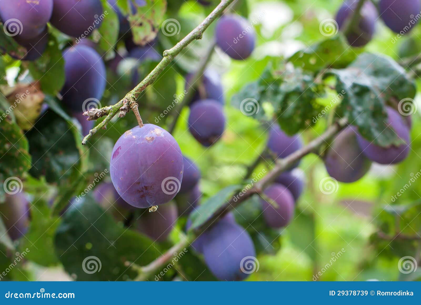 Fresh Ripe Blue Plums on Tree Stock Image Image of freshness, agriculture 29378739