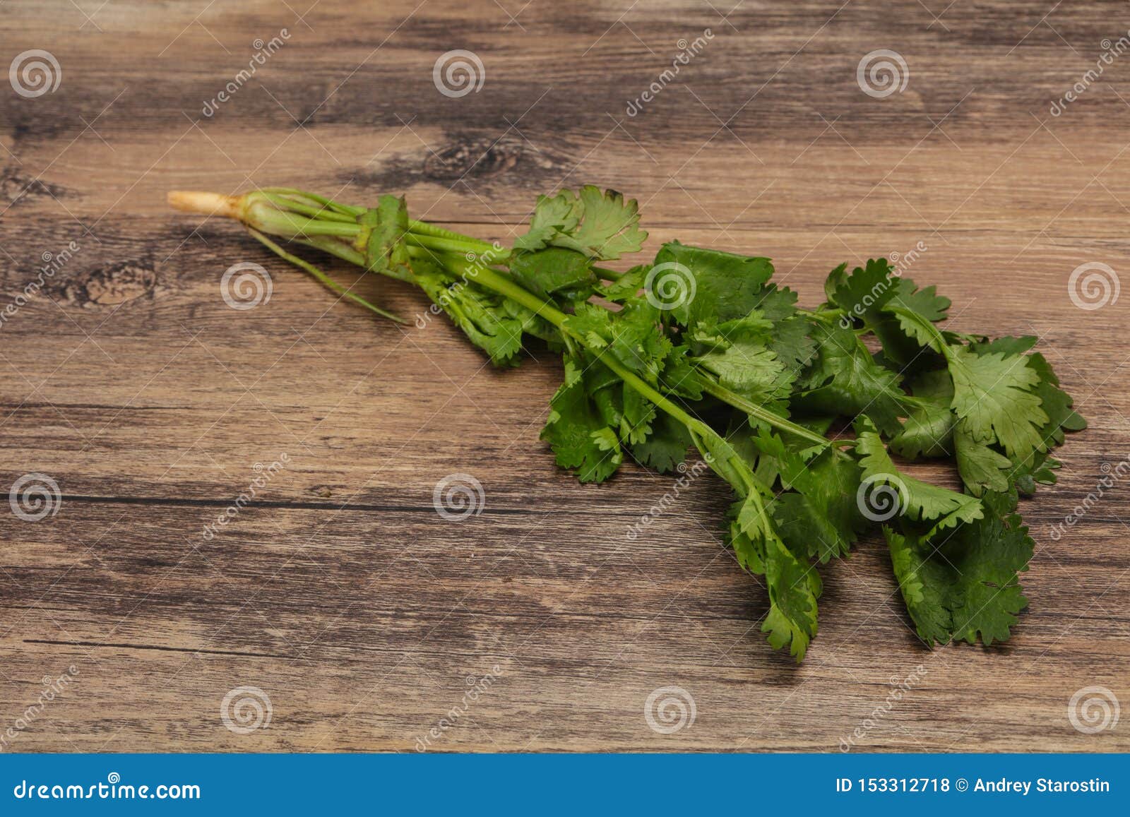 Fresh Ripe Green Cilantro Leaves Stock Photo Image of fresh, plant