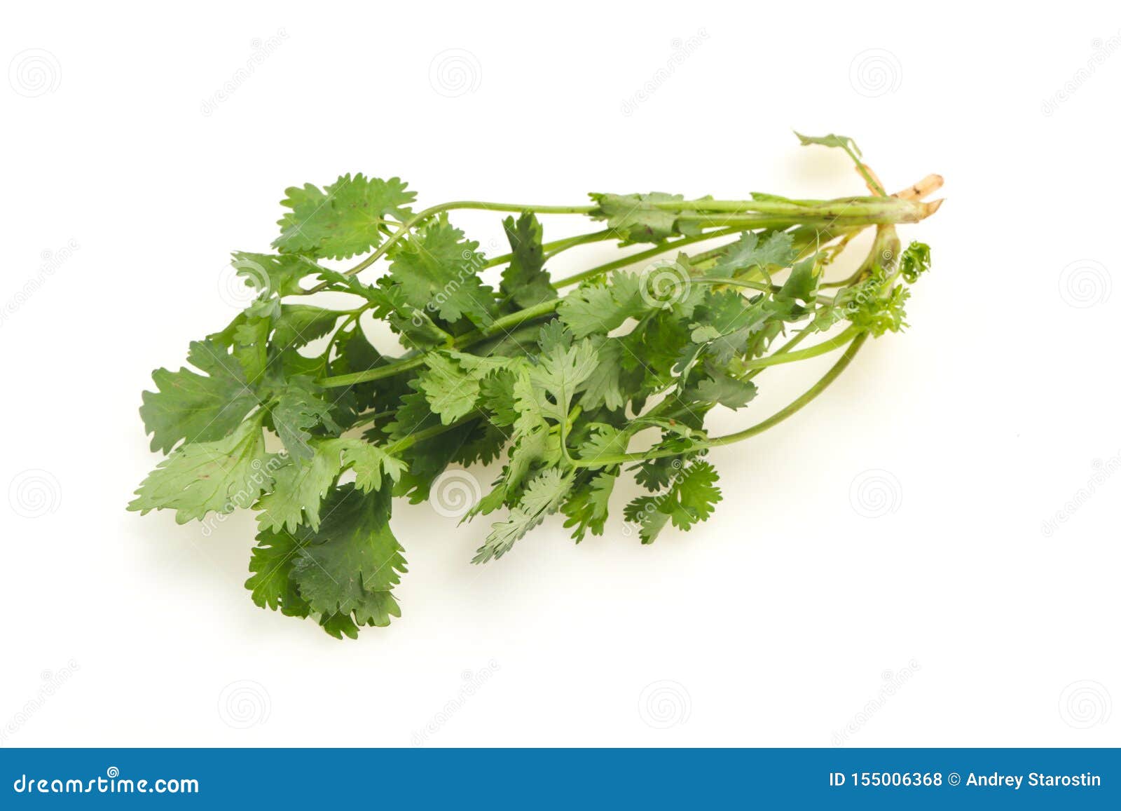 Fresh Ripe Green Cilantro Leaves Stock Photo Image of bunch, herb