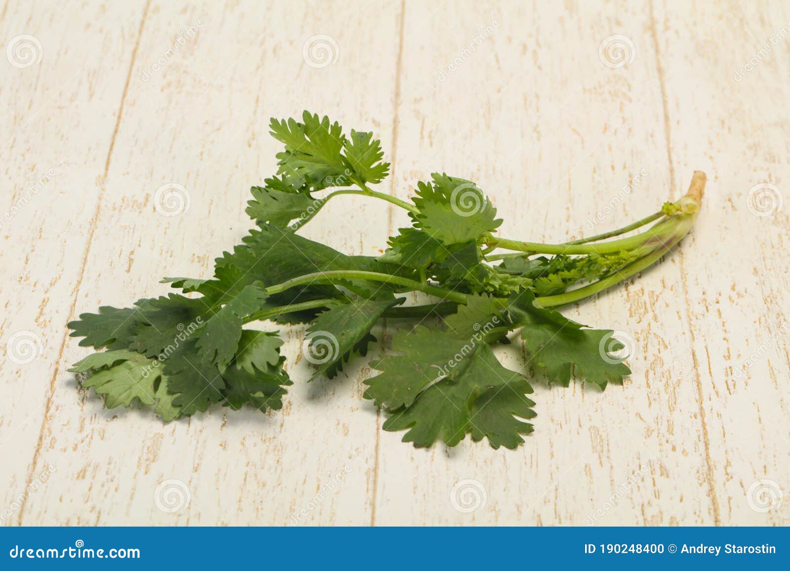 Fresh Ripe Green Cilantro Leaves Stock Photo Image of vegetarian