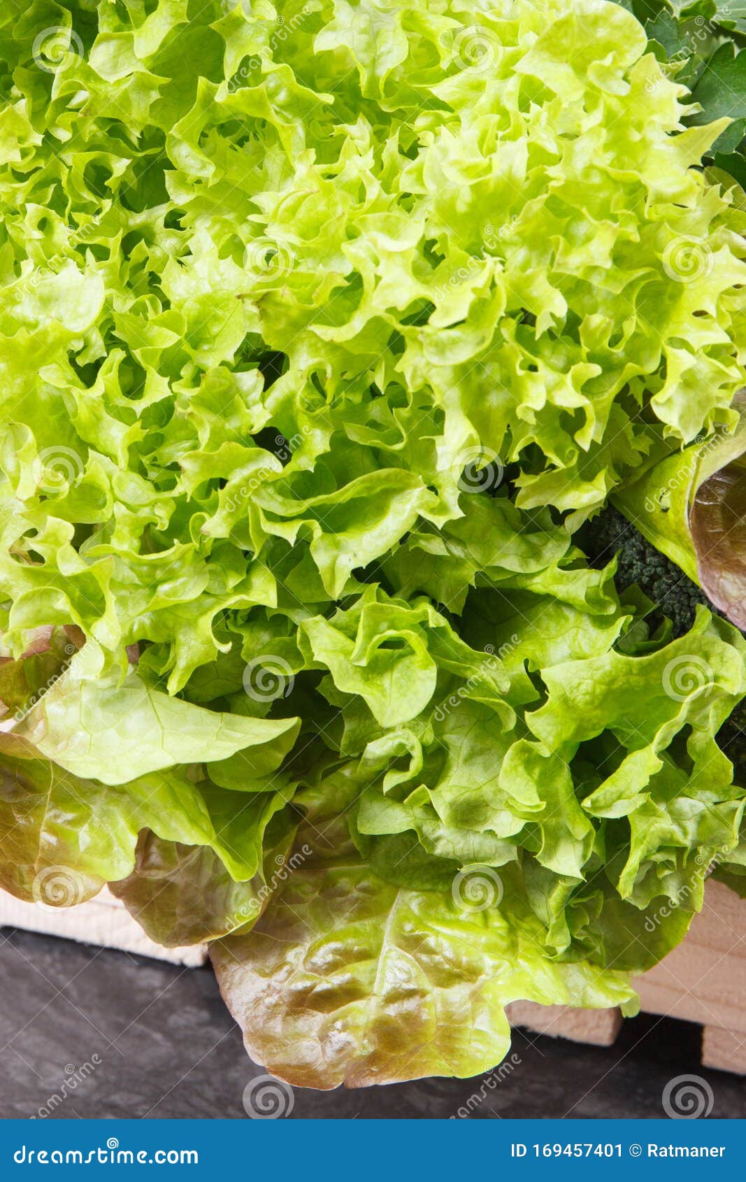 Fresh Ripe Natural Lettuce As Source Vitamins Stock Image Image of