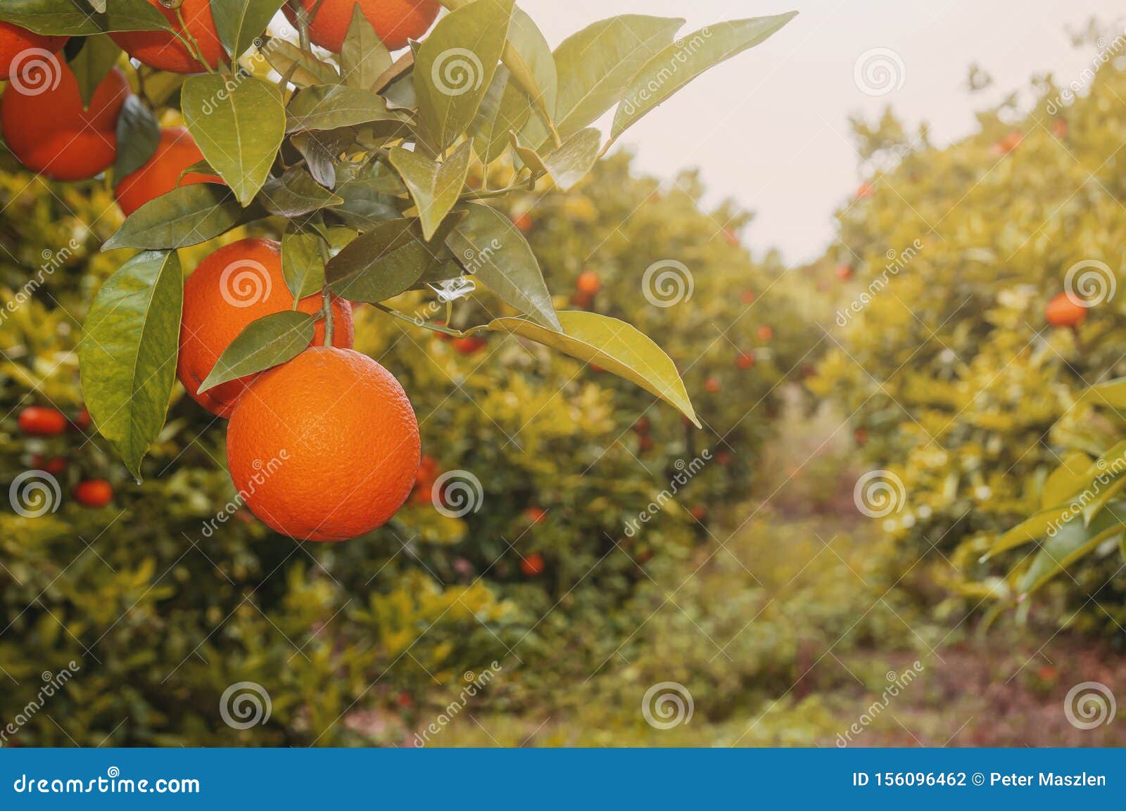 Fresh Ripe Oranges on a Tree Stock Photo Image of food, fresh 156096462