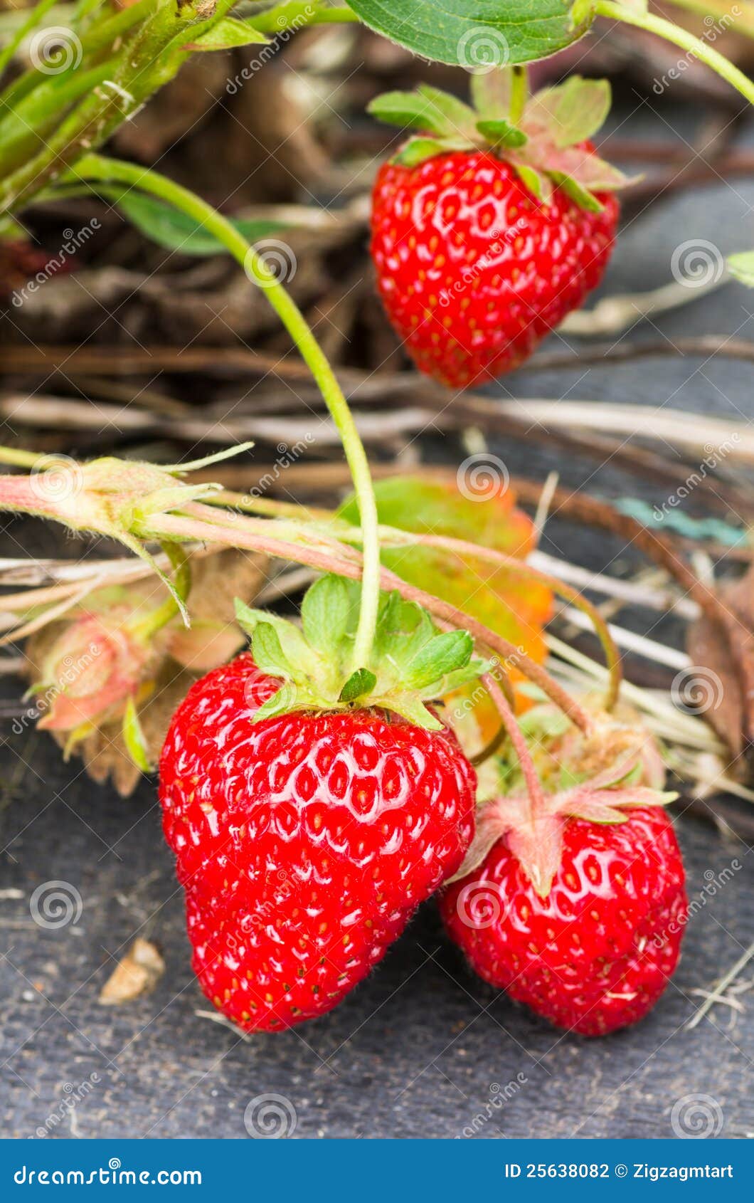 Fresh Ripe Strawberries on Bush Stock Photo Image of healthy, green