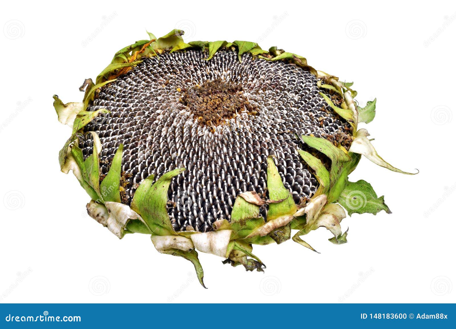Fresh Ripe Sunflower Seeds Isolated Stock Photo - Image of garden ...