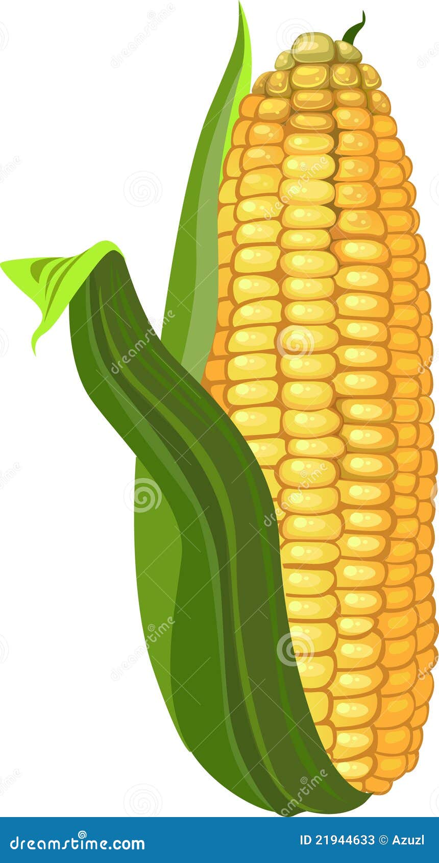 Fresh ripe yellow corn stock illustration. Illustration of organic