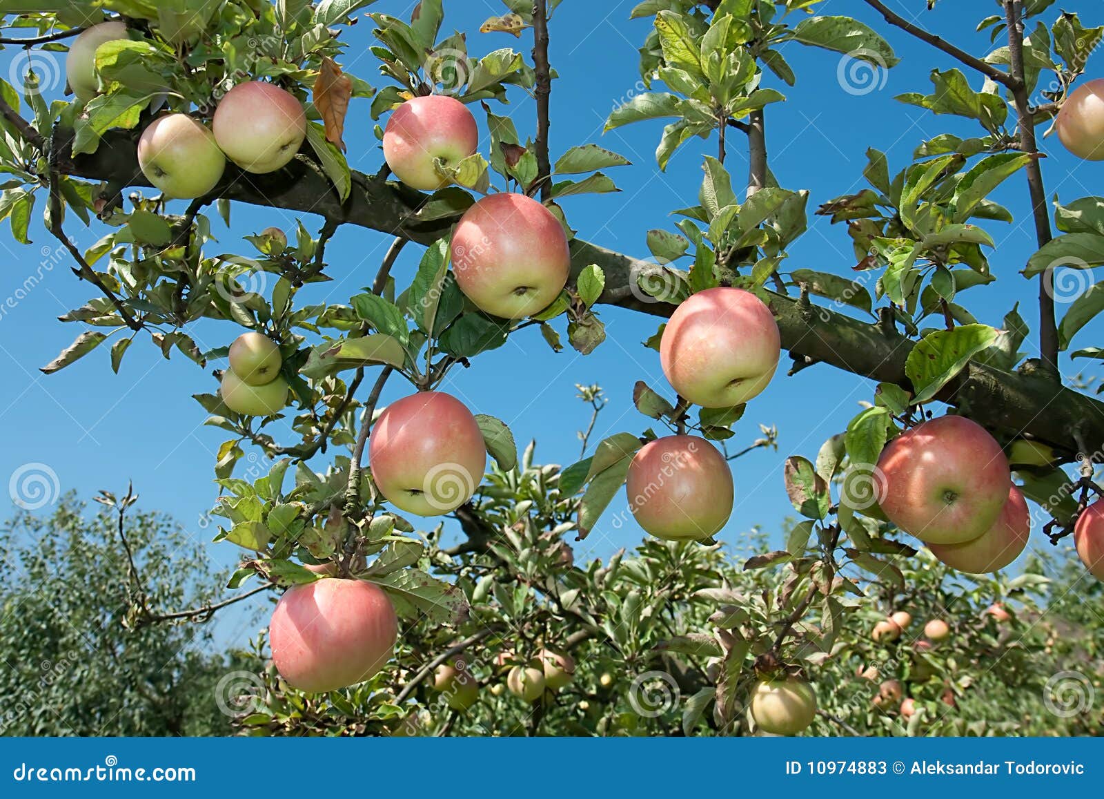 fresh ripen apples on branch tree