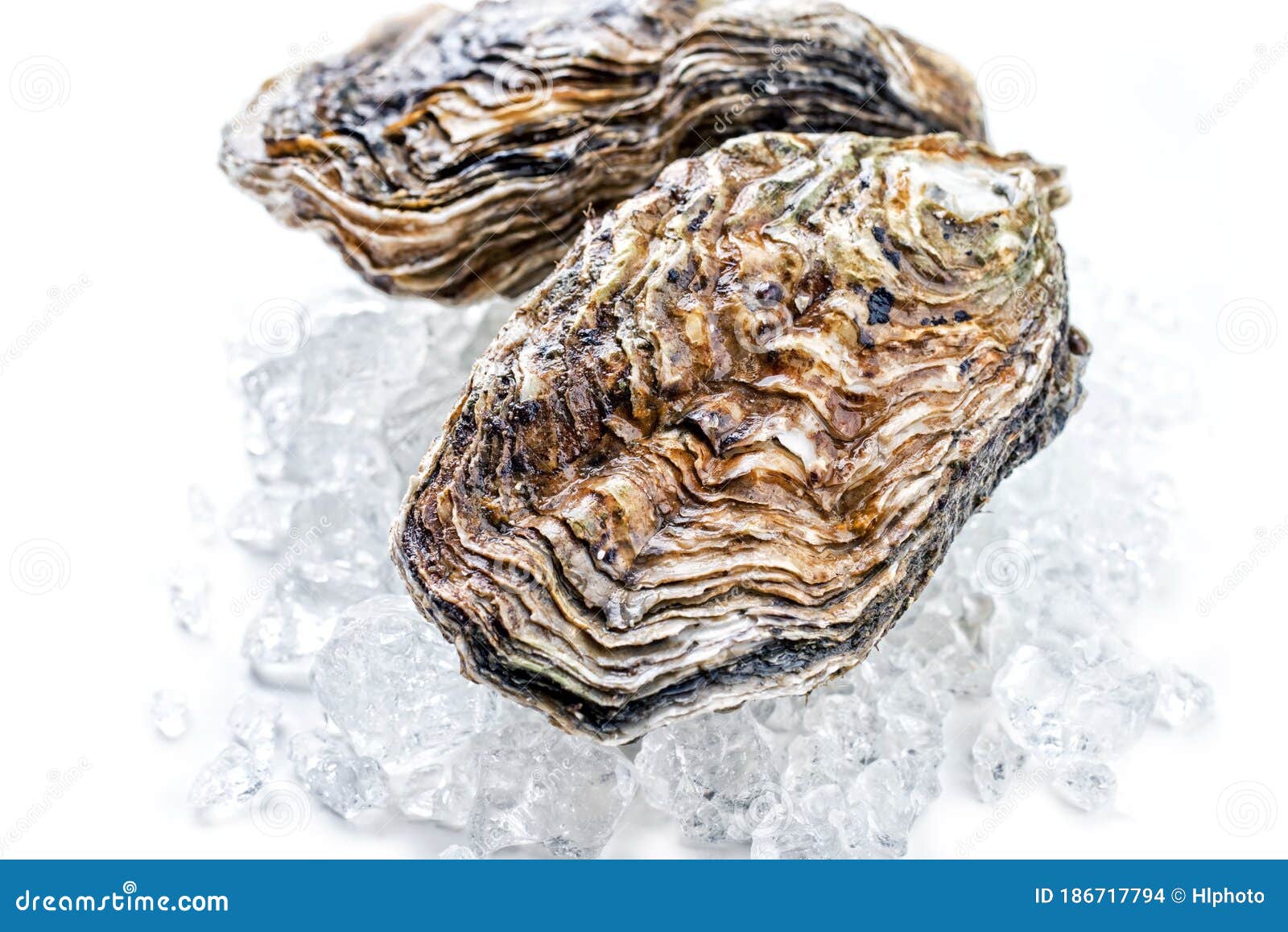Fresh Rock Oyster on Crushed Ice Stock Photo Image of background