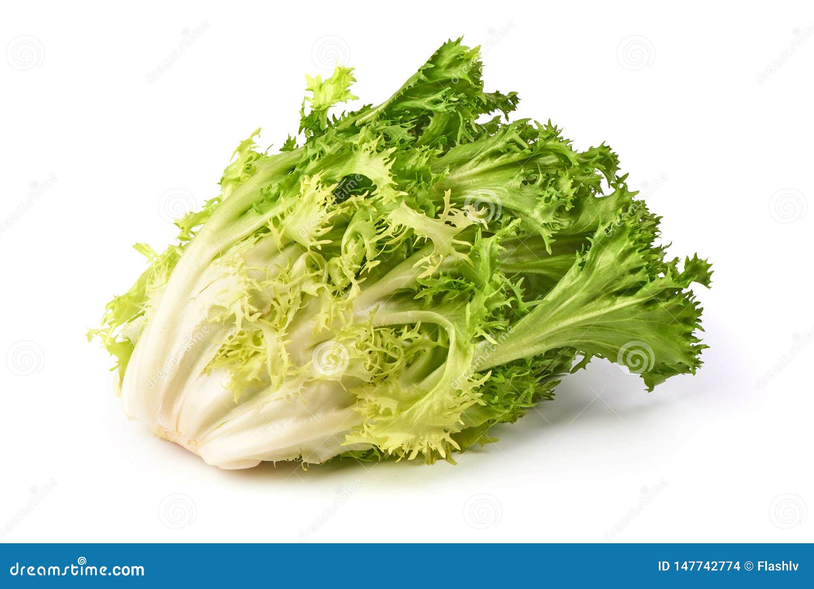 Fresh Romain Lettuce. Crispy Endive. Closeup, Isolated on White Background Stock Photo Image