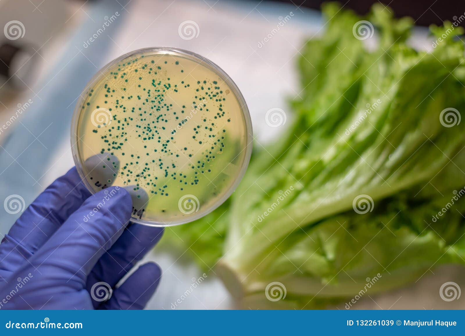 fresh romaine lettuce with e coli culture plate